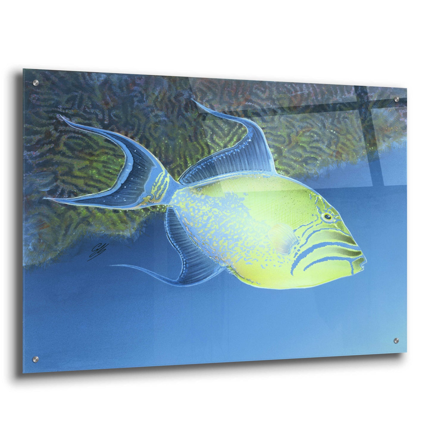 Epic Art 'Trigger Fish' by Durwood Coffey, Acrylic Glass Wall Art,36x24