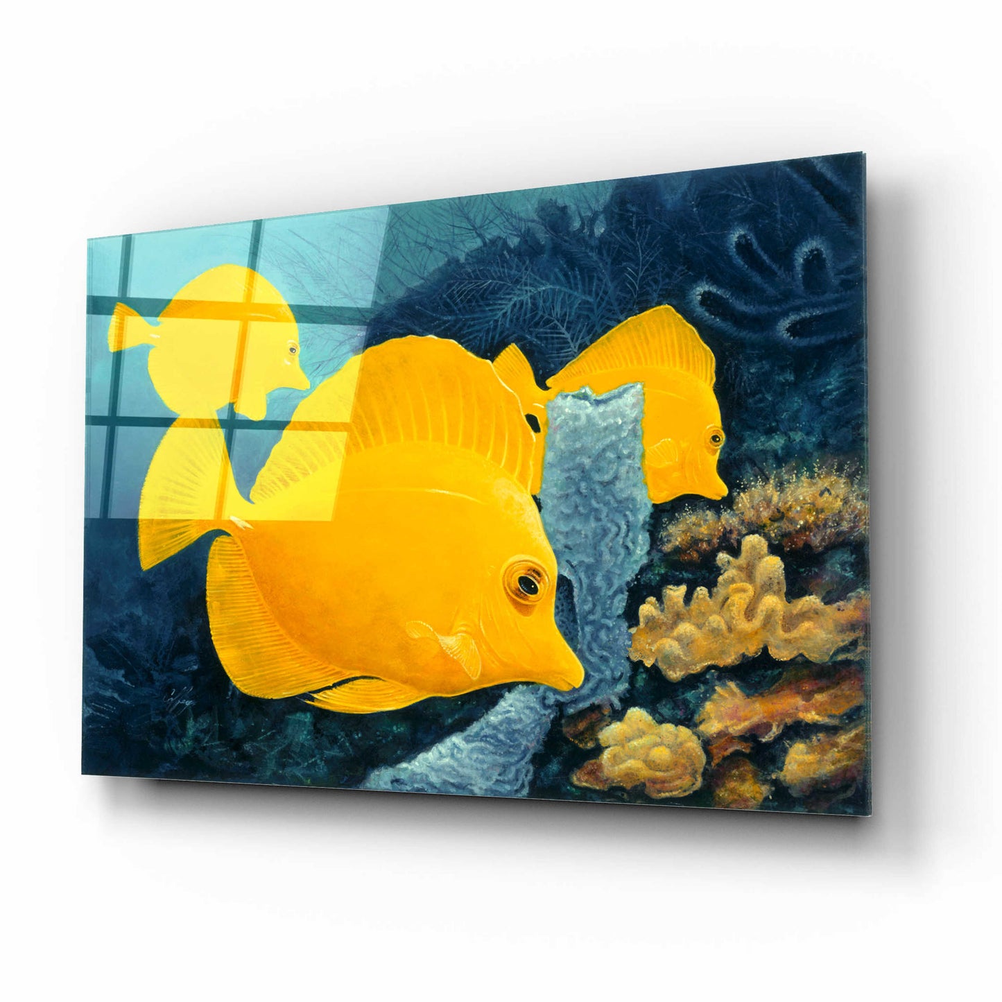 Epic Art 'Yellow Tangs' by Durwood Coffey, Acrylic Glass Wall Art,16x12