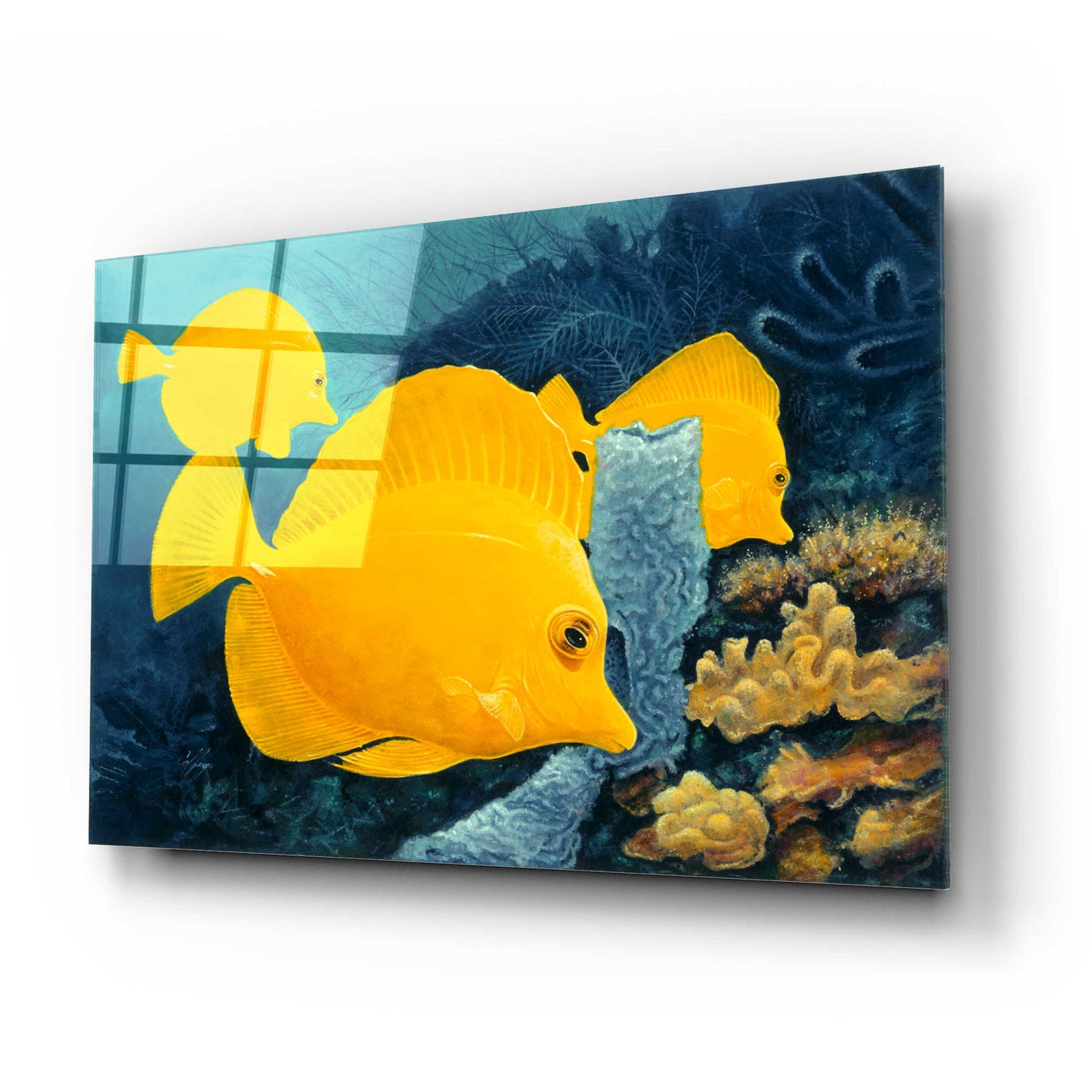 Epic Art 'Yellow Tangs' by Durwood Coffey, Acrylic Glass Wall Art,24x16