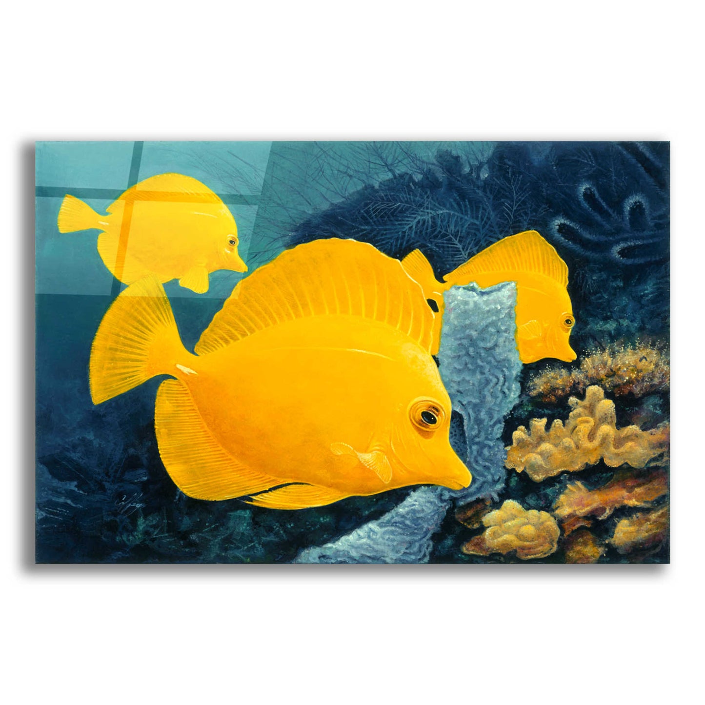 Epic Art 'Yellow Tangs' by Durwood Coffey, Acrylic Glass Wall Art,24x16