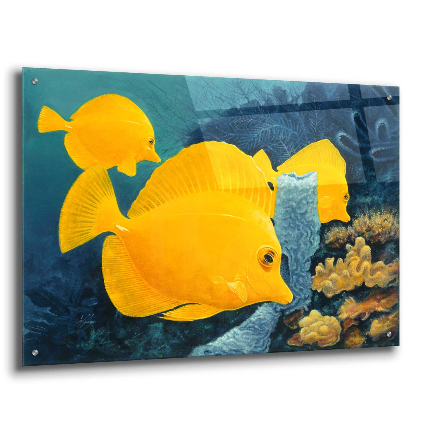 Epic Art 'Yellow Tangs' by Durwood Coffey, Acrylic Glass Wall Art,36x24