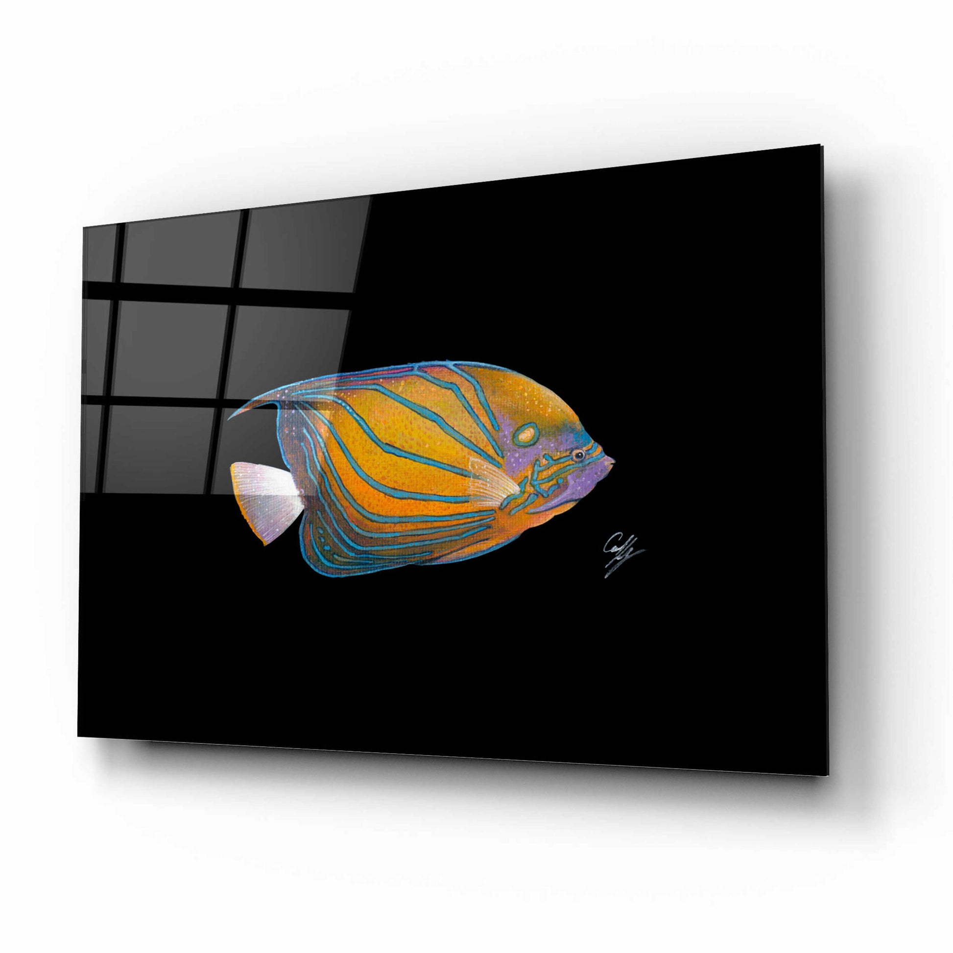 Epic Art 'Blue Ring Angelfish' by Durwood Coffey, Acrylic Glass Wall Art,16x12