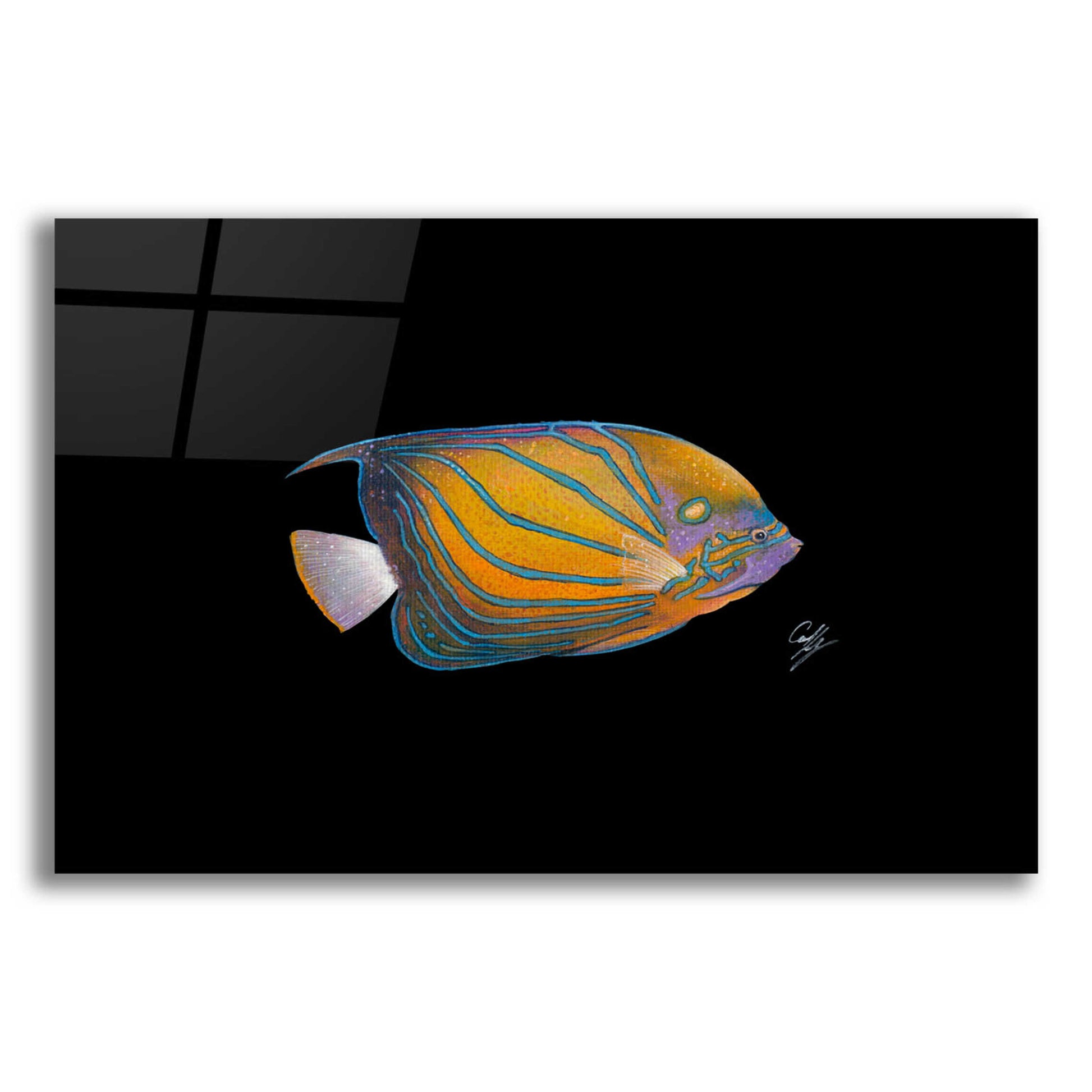 Epic Art 'Blue Ring Angelfish' by Durwood Coffey, Acrylic Glass Wall Art,24x16