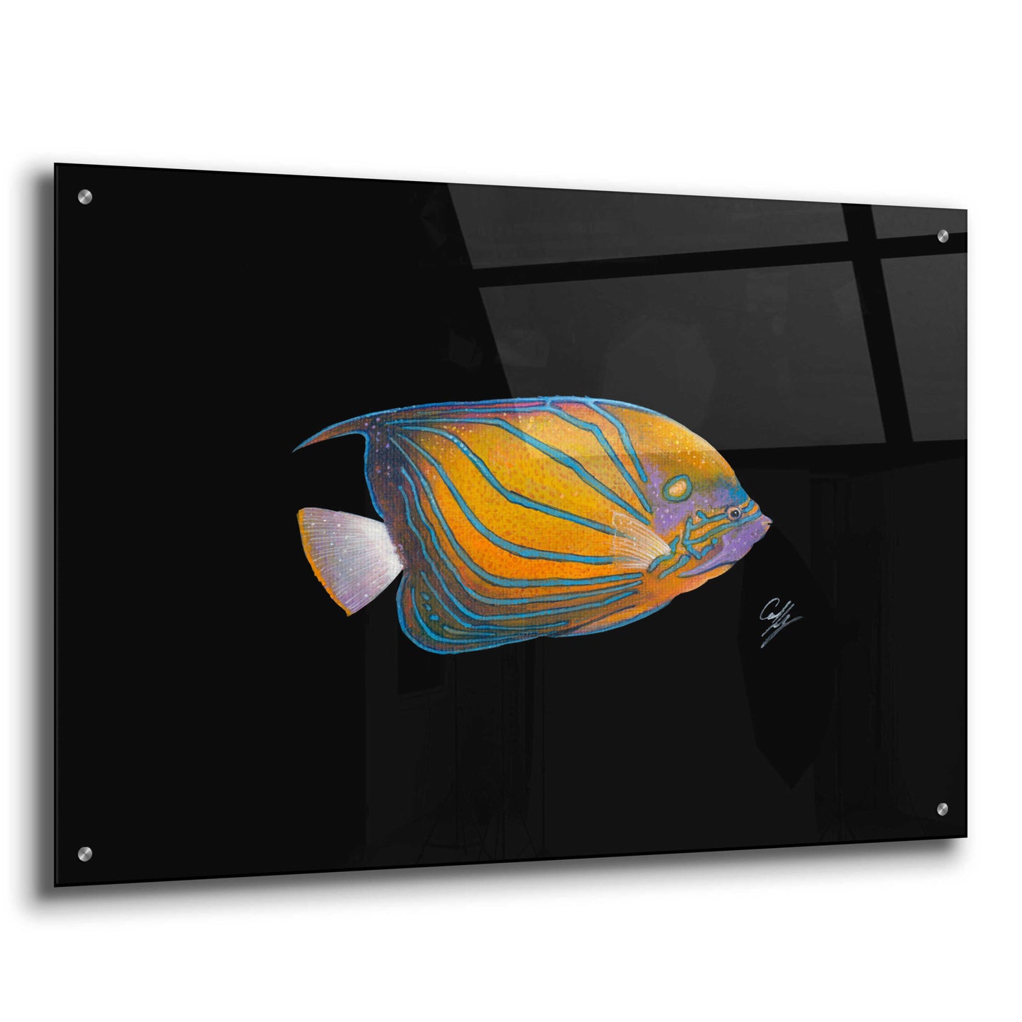 Epic Art 'Blue Ring Angelfish' by Durwood Coffey, Acrylic Glass Wall Art,36x24