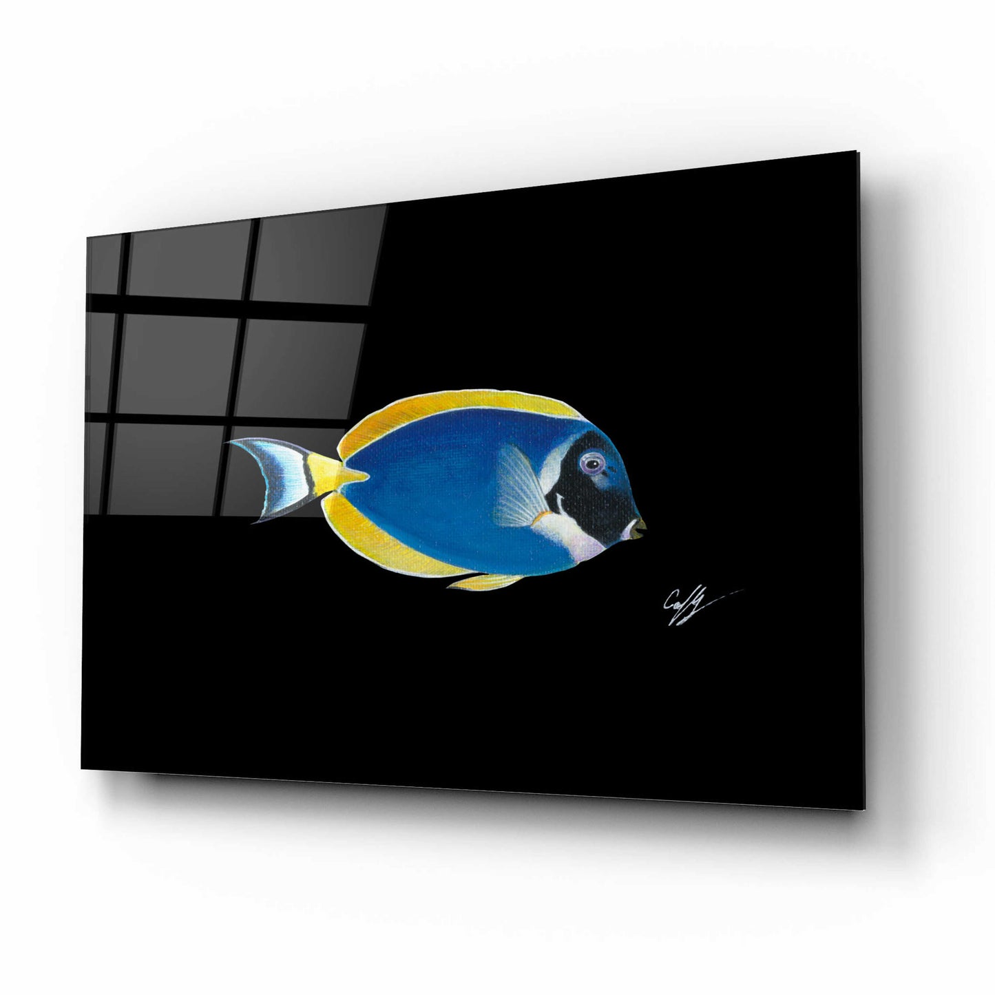 Epic Art 'Powder Blue Tang on Black' by Durwood Coffey, Acrylic Glass Wall Art,16x12