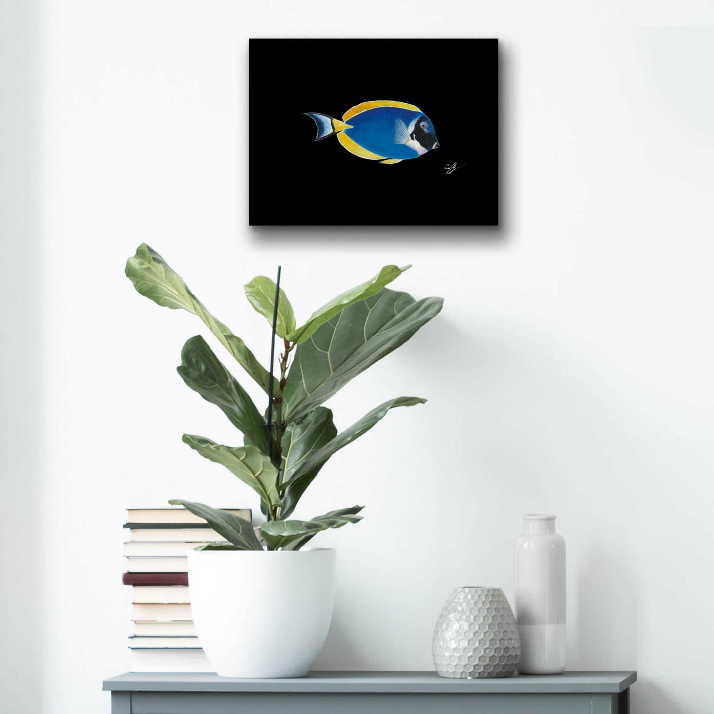 Epic Art 'Powder Blue Tang on Black' by Durwood Coffey, Acrylic Glass Wall Art,16x12