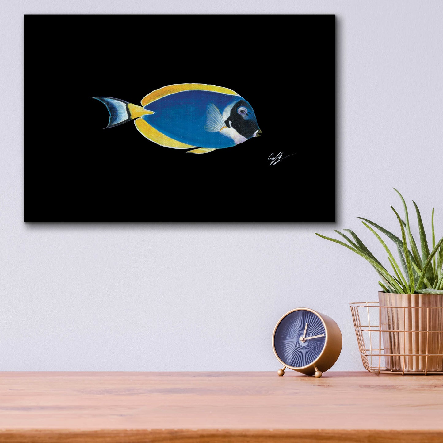 Epic Art 'Powder Blue Tang on Black' by Durwood Coffey, Acrylic Glass Wall Art,16x12