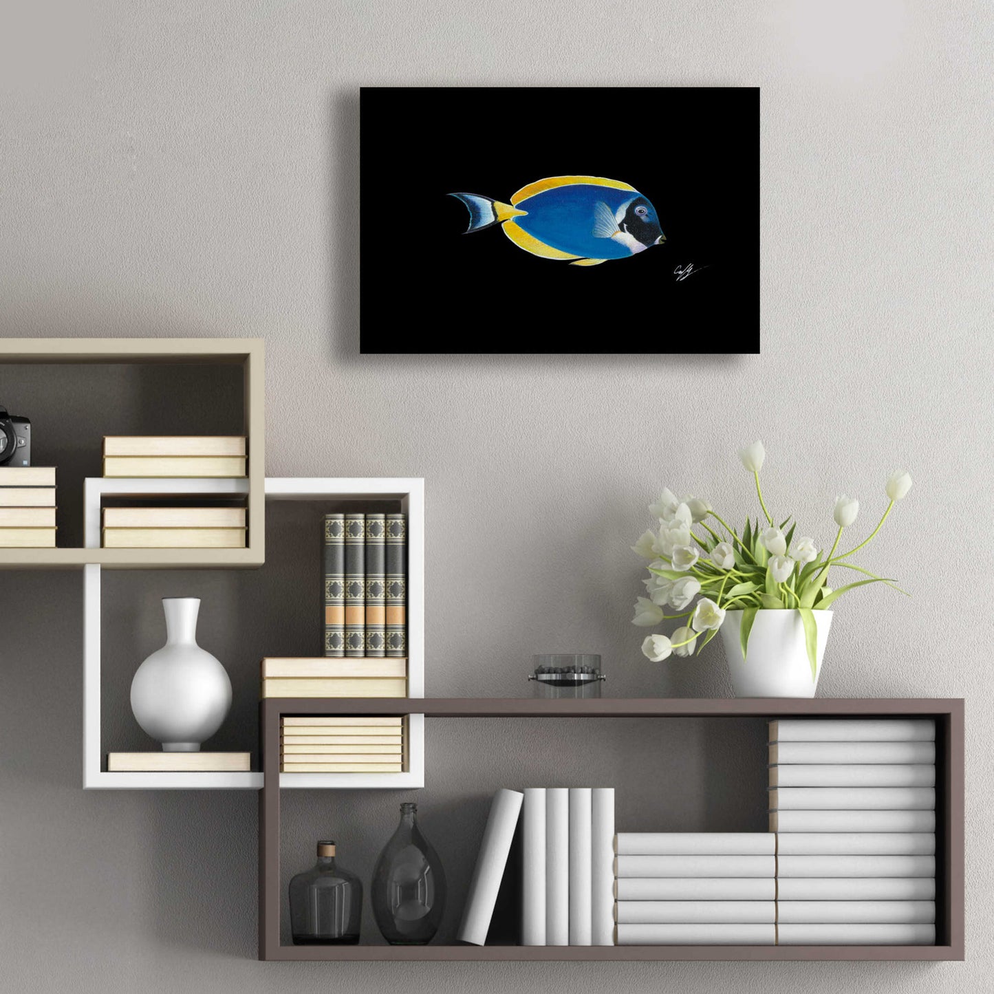 Epic Art 'Powder Blue Tang on Black' by Durwood Coffey, Acrylic Glass Wall Art,24x16