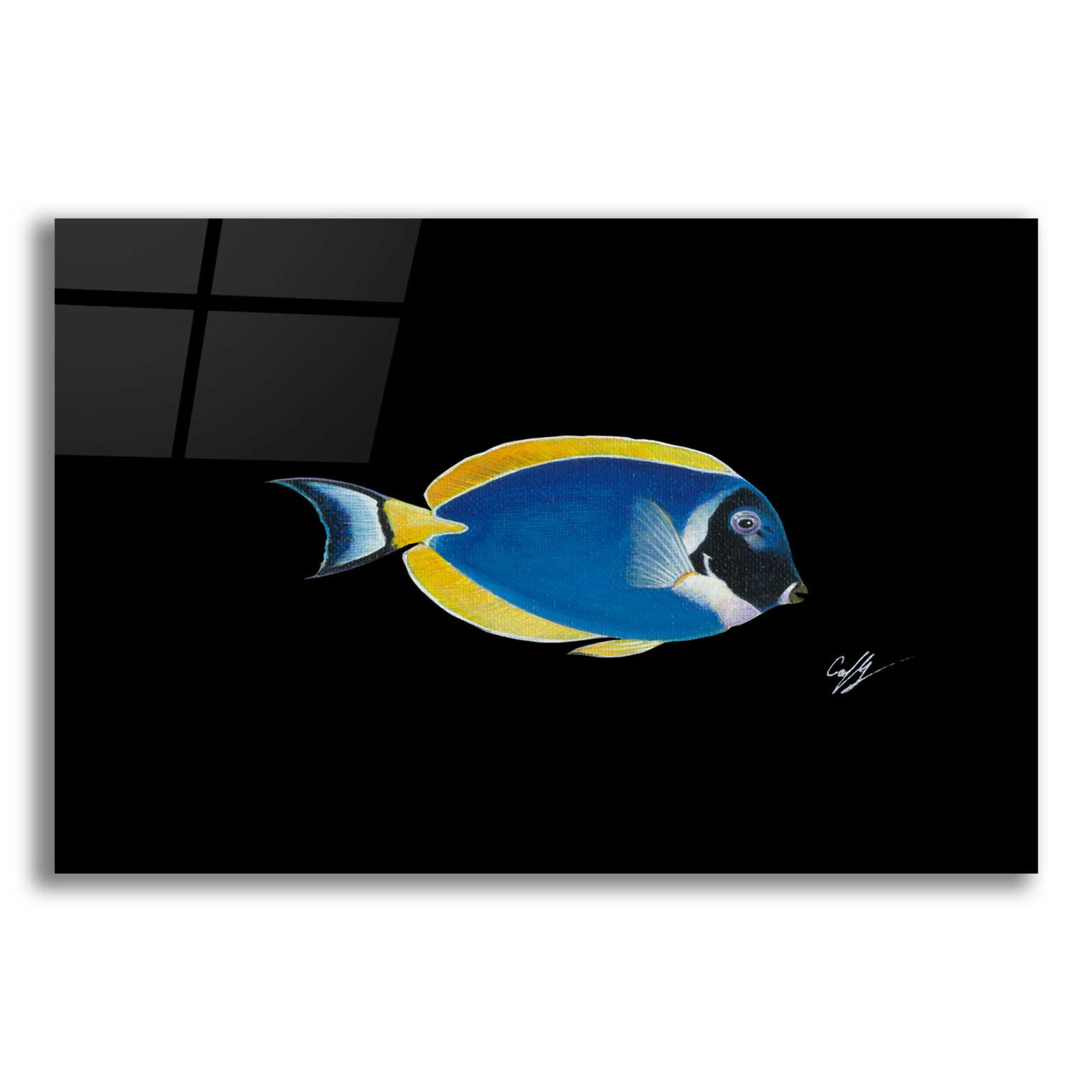 Epic Art 'Powder Blue Tang on Black' by Durwood Coffey, Acrylic Glass Wall Art,24x16