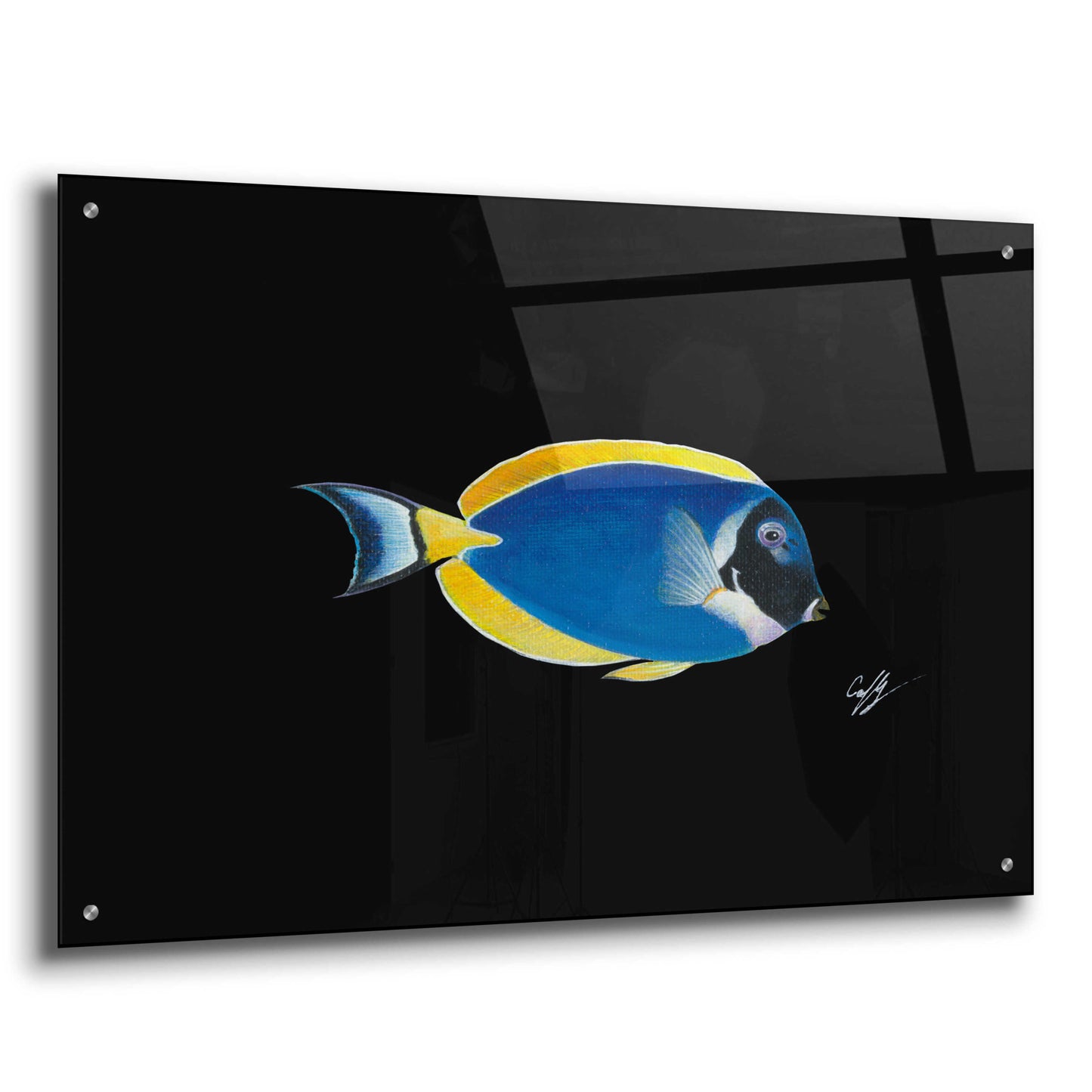 Epic Art 'Powder Blue Tang on Black' by Durwood Coffey, Acrylic Glass Wall Art,36x24