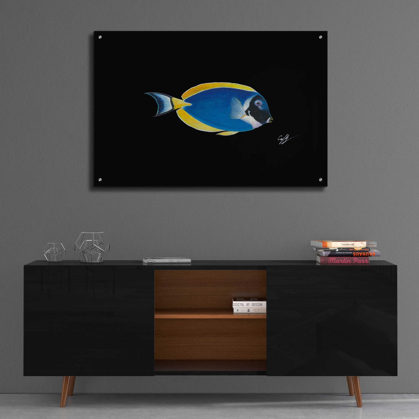 Epic Art 'Powder Blue Tang on Black' by Durwood Coffey, Acrylic Glass Wall Art,36x24