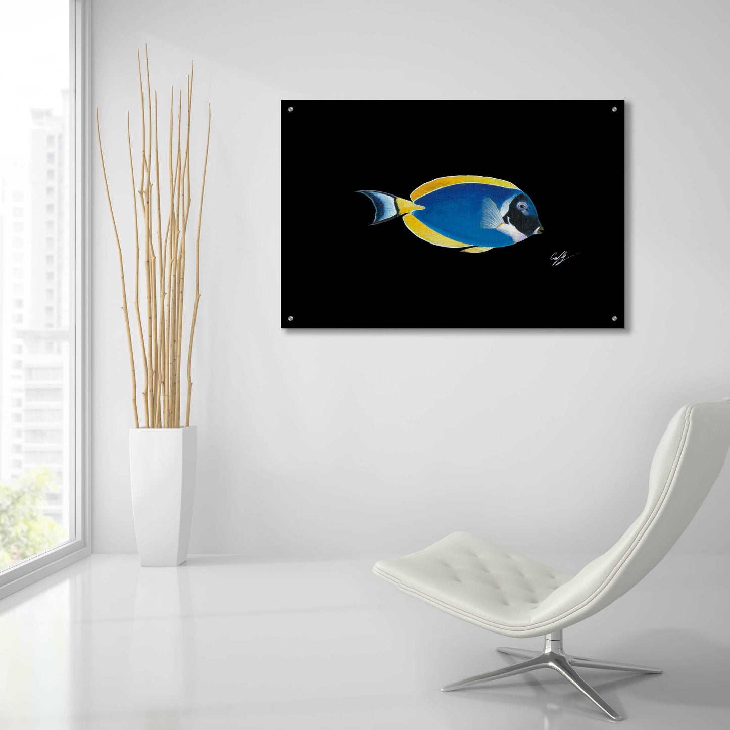 Epic Art 'Powder Blue Tang on Black' by Durwood Coffey, Acrylic Glass Wall Art,36x24