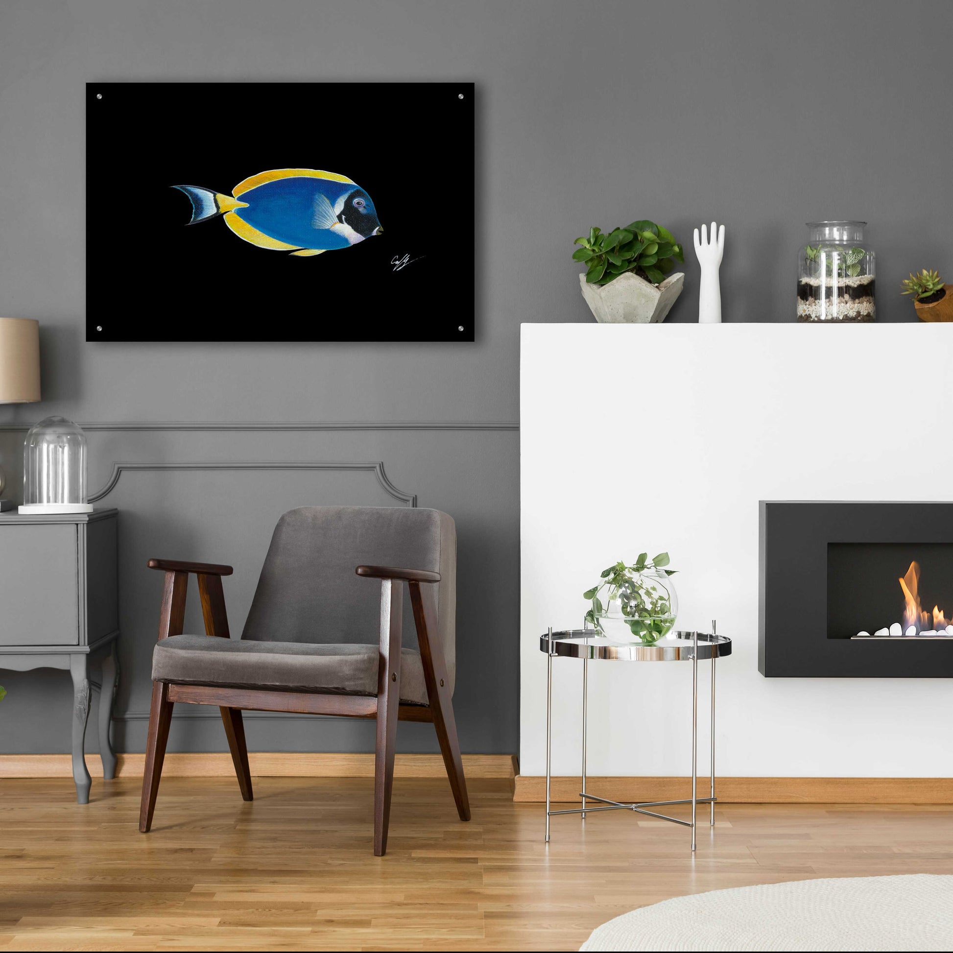 Epic Art 'Powder Blue Tang on Black' by Durwood Coffey, Acrylic Glass Wall Art,36x24