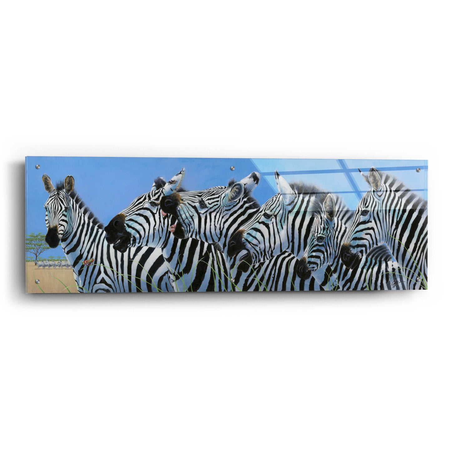 Epic Art 'Serengeti Serenade Zebras' by Durwood Coffey, Acrylic Glass Wall Art,48x16