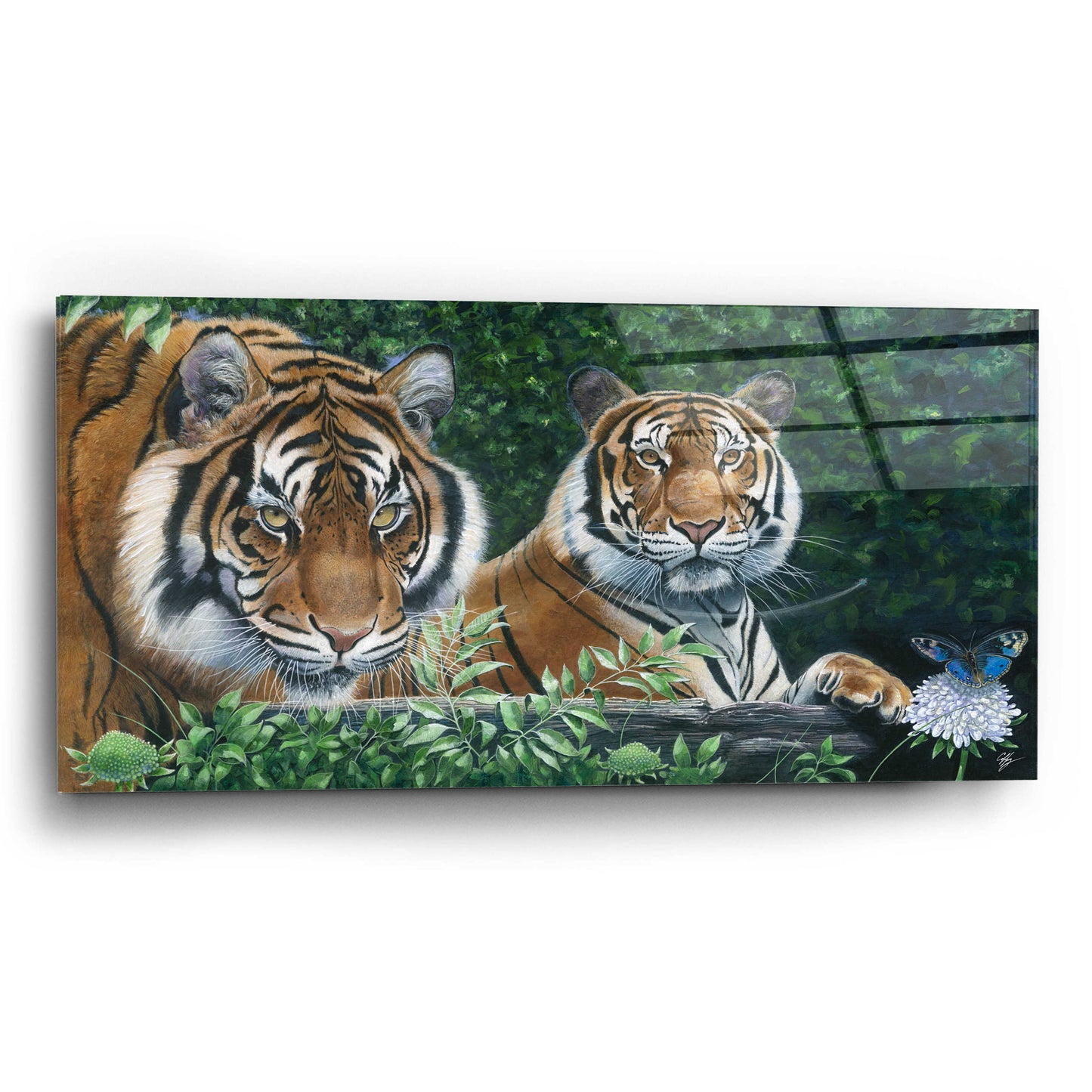 Epic Art 'Sumatran Tigers' by Durwood Coffey, Acrylic Glass Wall Art,24x12