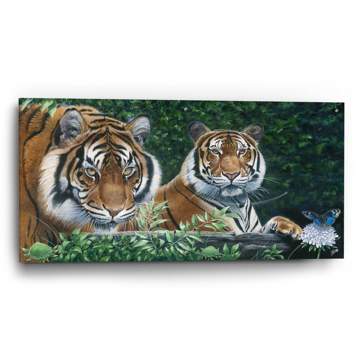 Epic Art 'Sumatran Tigers' by Durwood Coffey, Acrylic Glass Wall Art,48x24