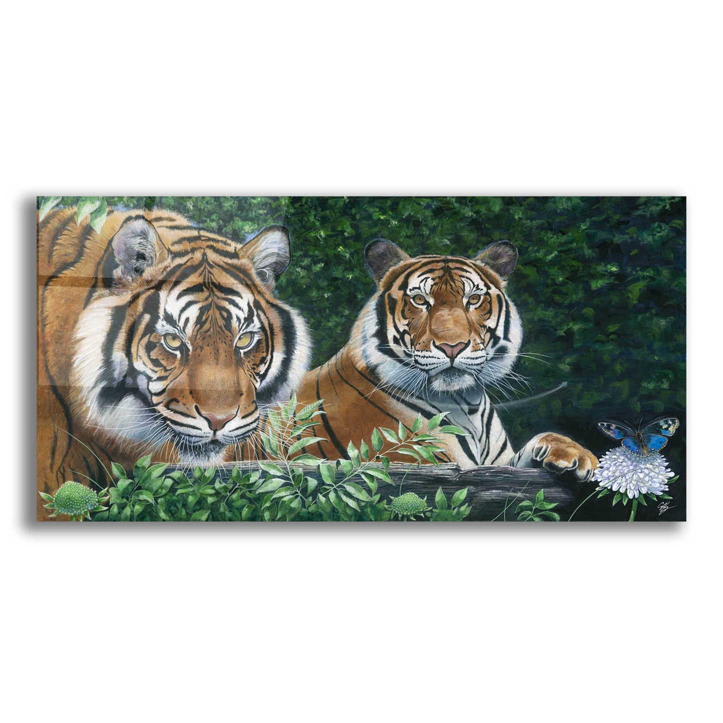 Epic Art 'Sumatran Tigers' by Durwood Coffey, Acrylic Glass Wall Art