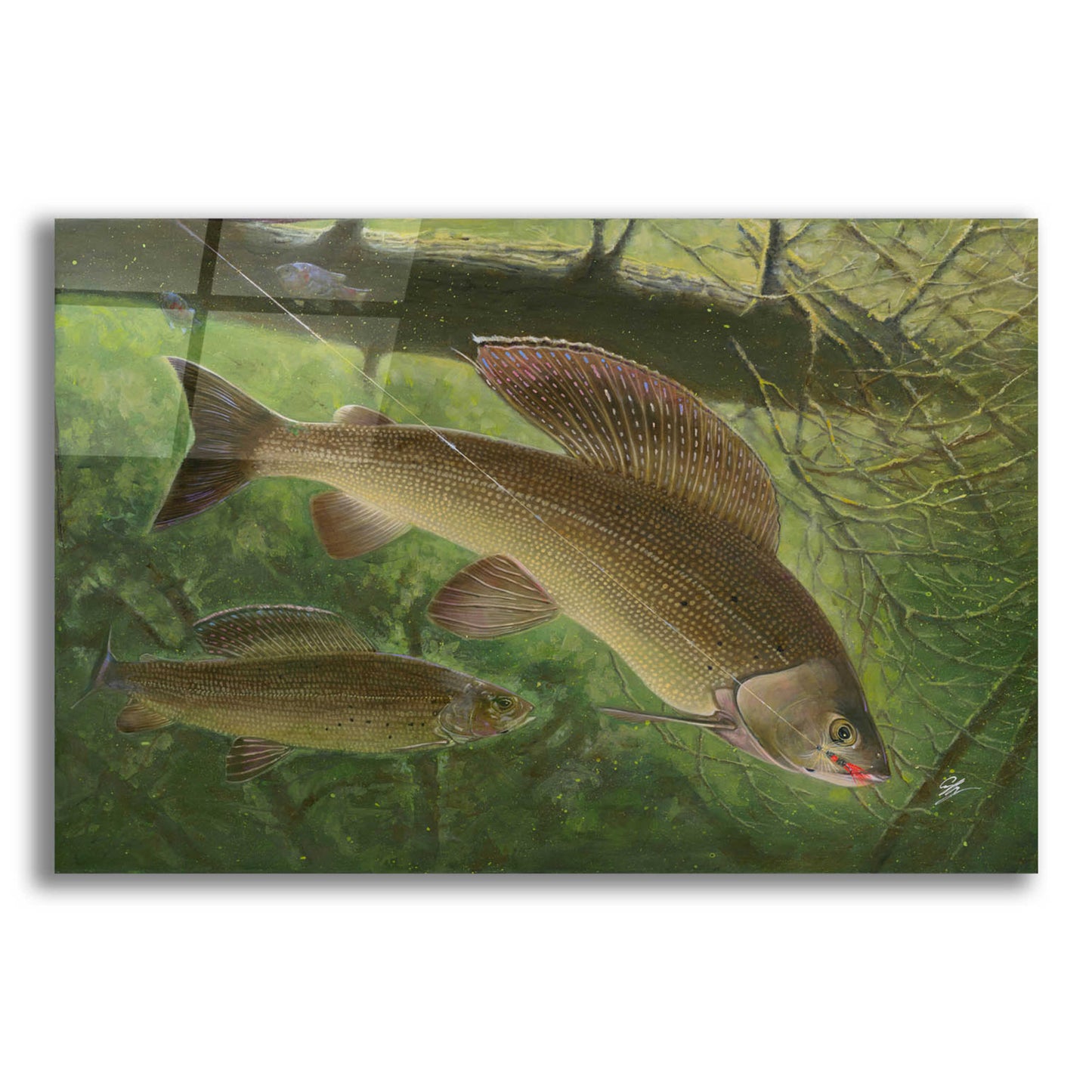 Epic Art 'Grayling Fish' by Durwood Coffey, Acrylic Glass Wall Art,24x16