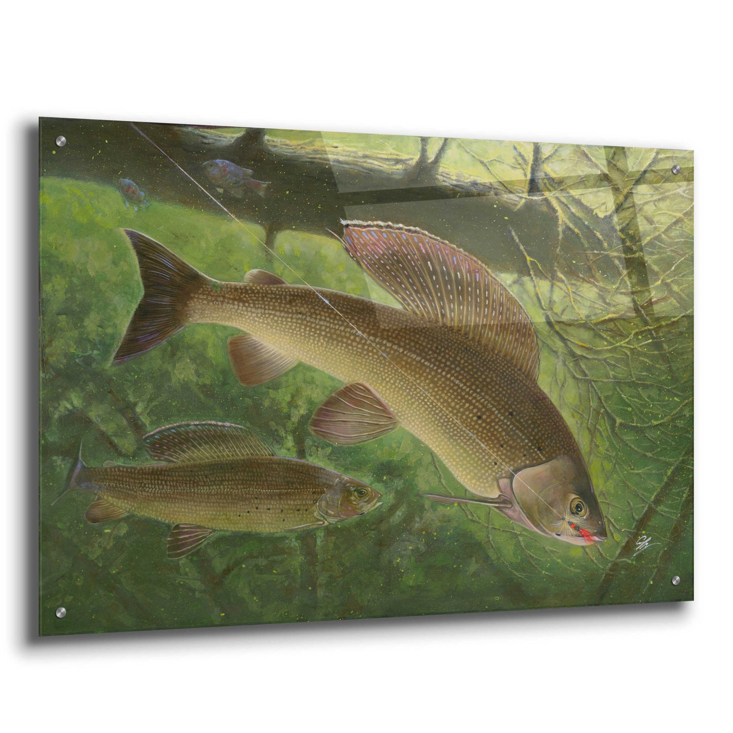 Epic Art 'Grayling Fish' by Durwood Coffey, Acrylic Glass Wall Art,36x24