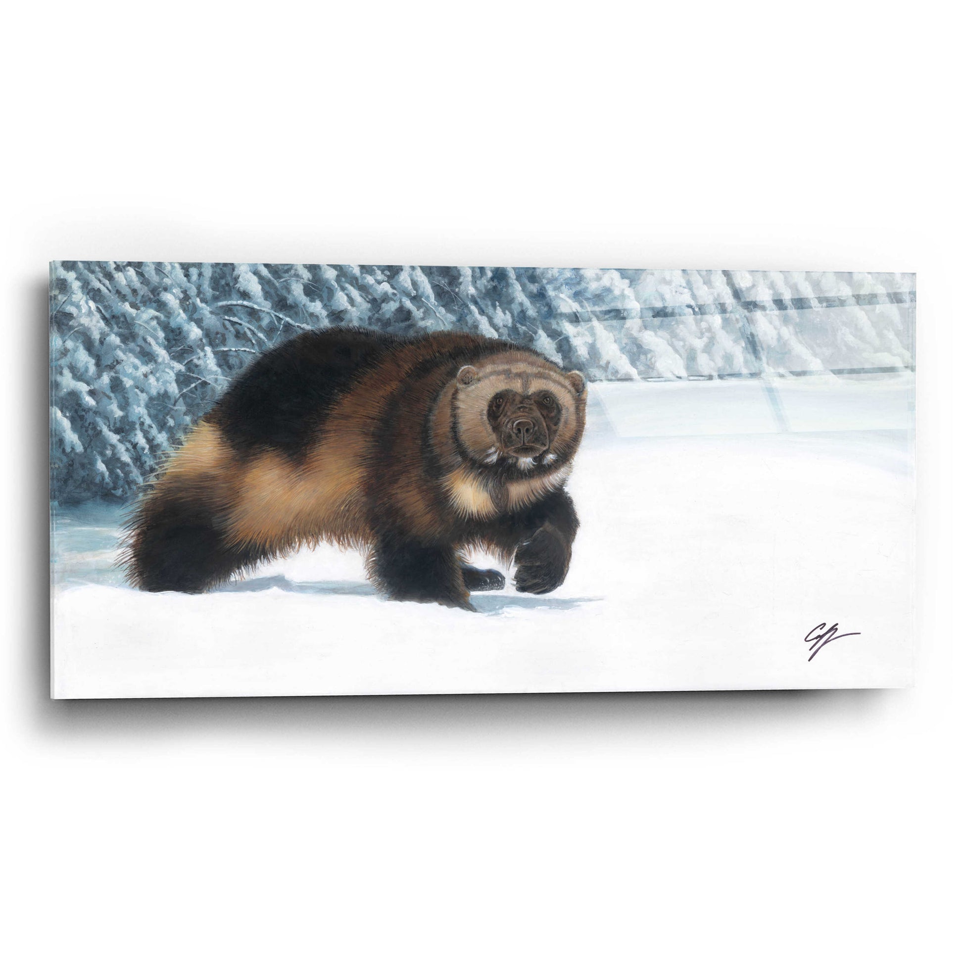 Epic Art 'Wolverine' by Durwood Coffey, Acrylic Glass Wall Art,24x12