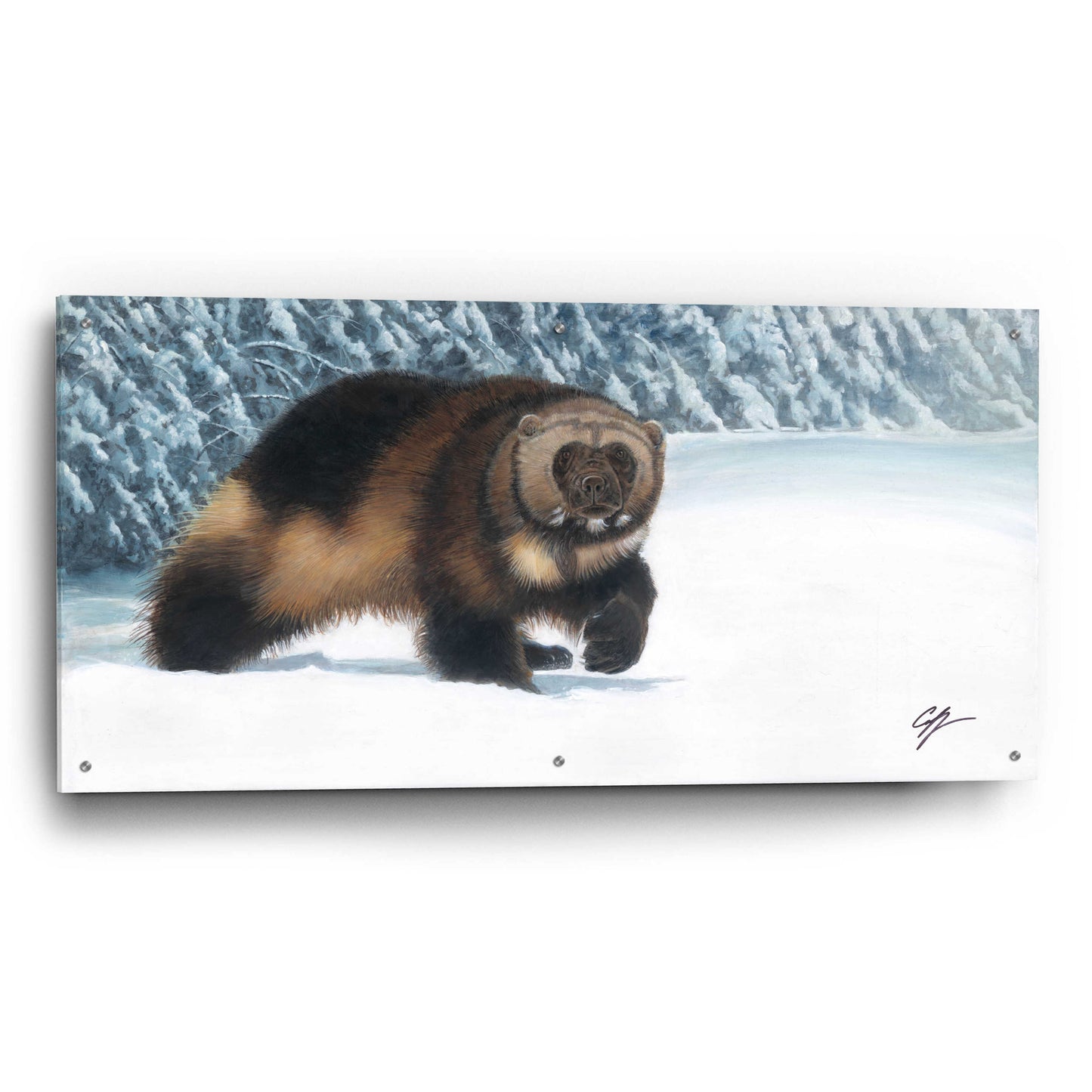 Epic Art 'Wolverine' by Durwood Coffey, Acrylic Glass Wall Art,48x24