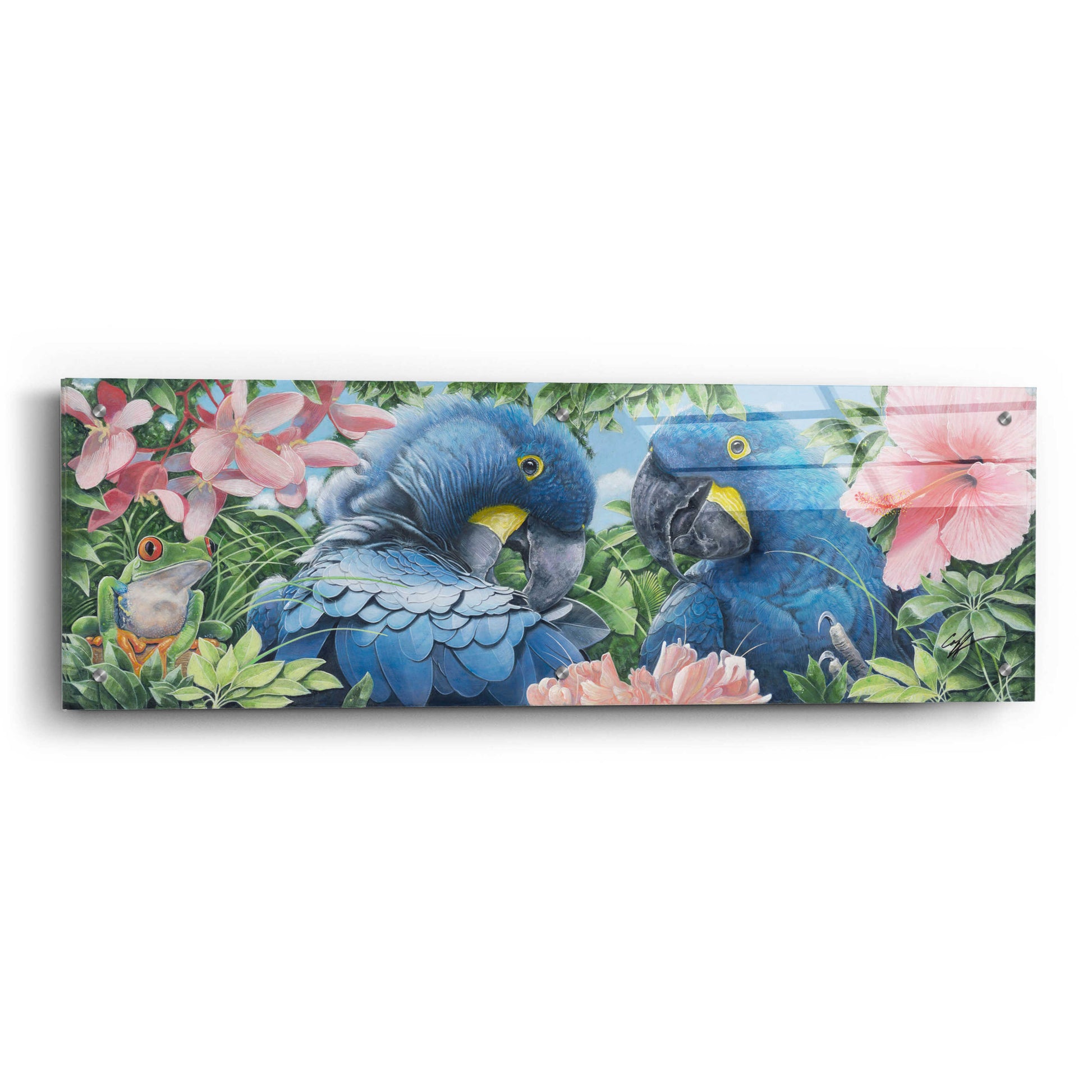 Epic Art 'Blue Macaws' by Durwood Coffey, Acrylic Glass Wall Art,36x12