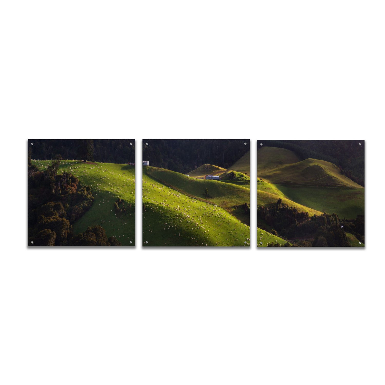 Epic Art 'Catlins' by Everlook Photography, Acrylic Glass Wall Art, 3 Piece Set