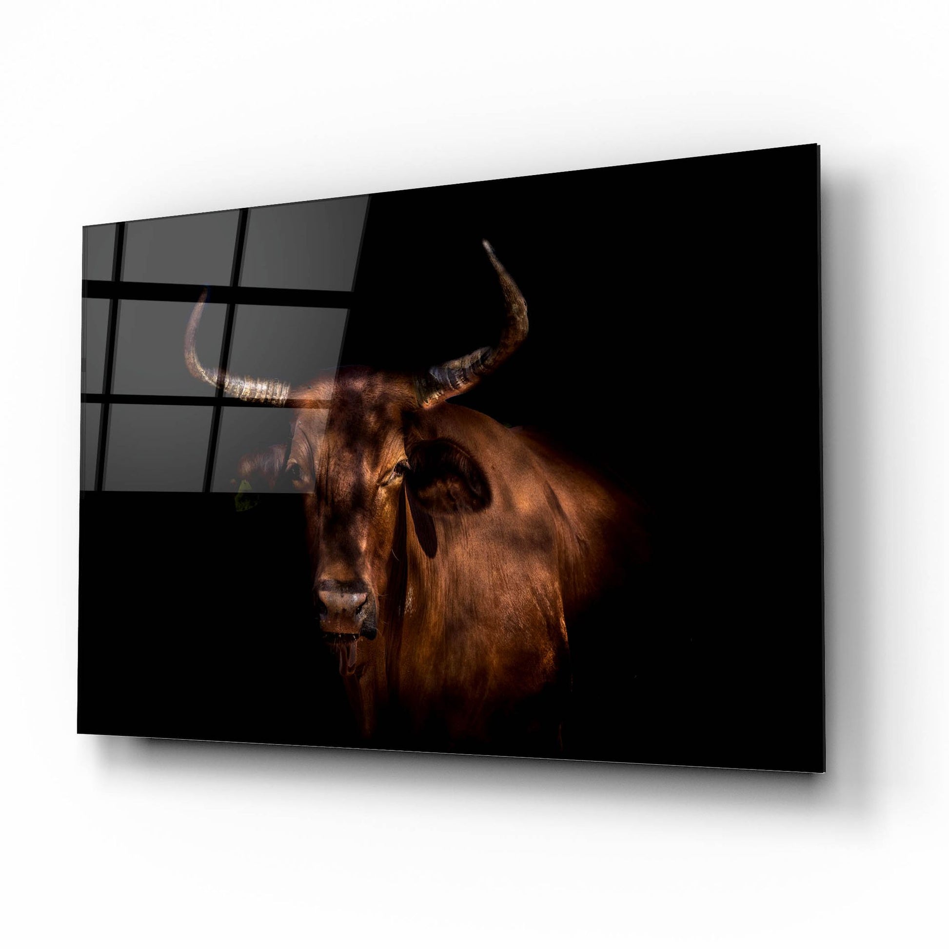 Epic Art 'Thoughtful Cow' by Epic Portfolio, Acrylic Glass Wall Art,16x12