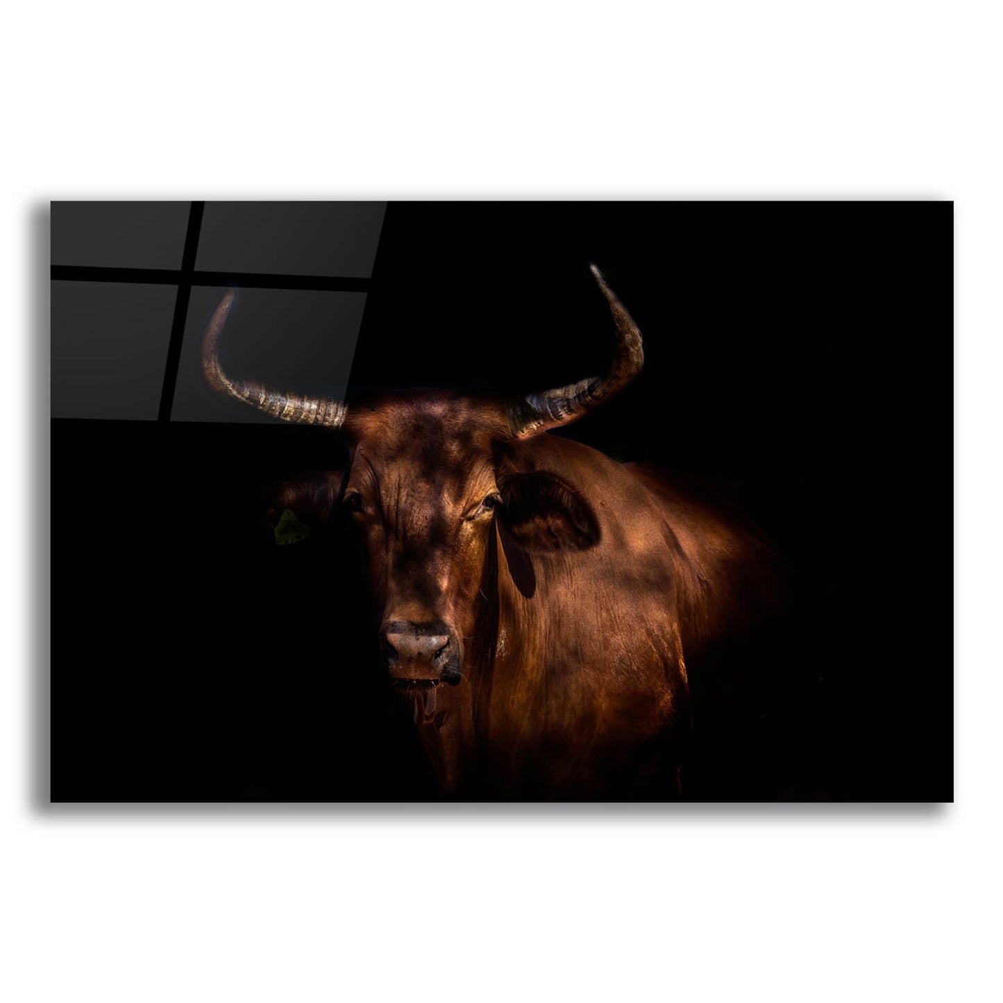 Epic Art 'Thoughtful Cow' by Epic Portfolio, Acrylic Glass Wall Art,16x12