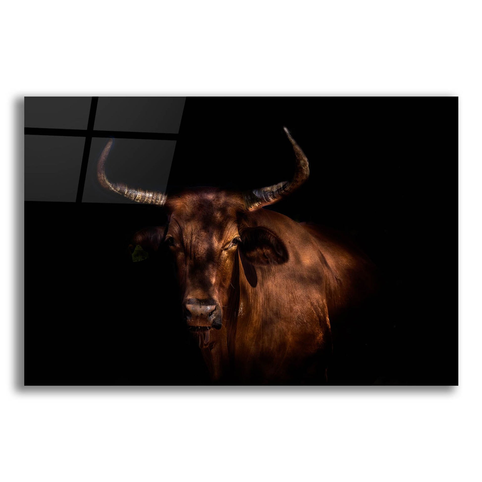 Epic Art 'Thoughtful Cow' by Epic Portfolio, Acrylic Glass Wall Art,16x12