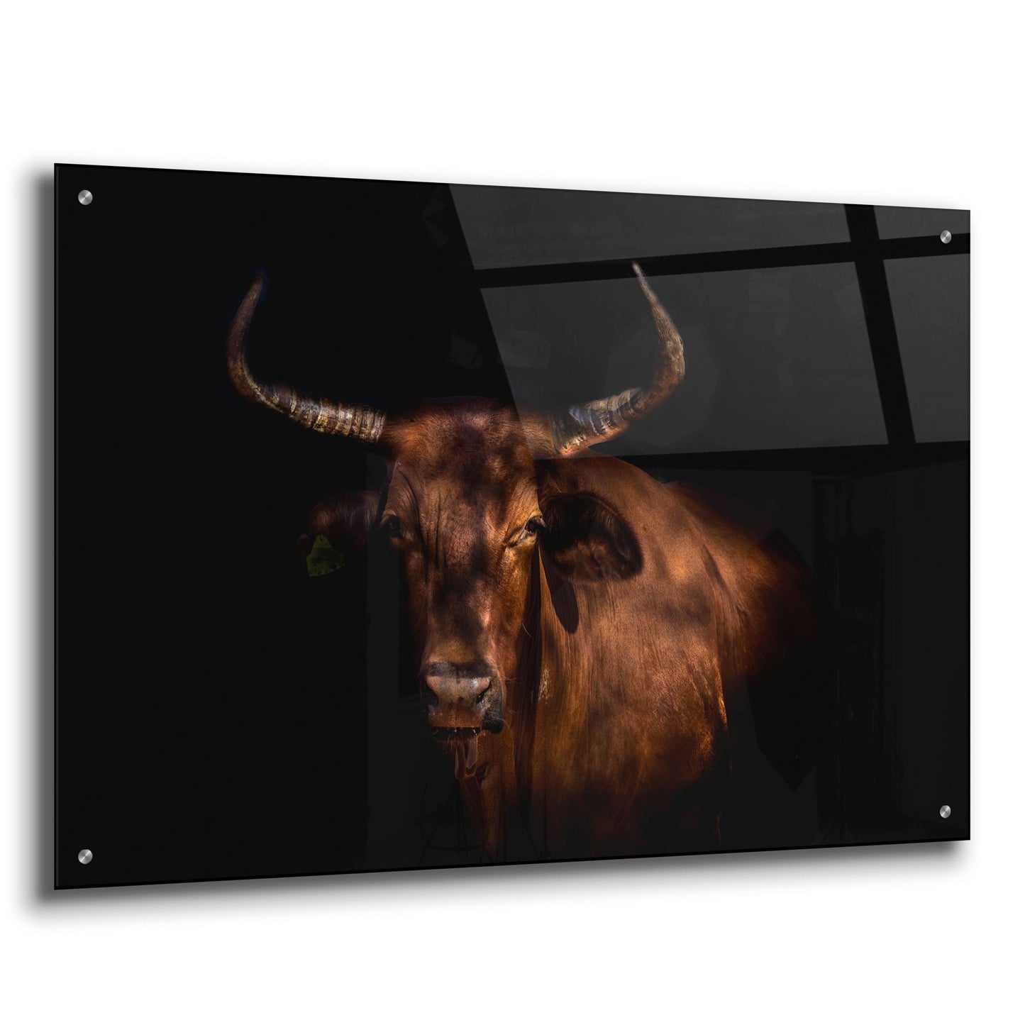 Epic Art 'Thoughtful Cow' by Epic Portfolio, Acrylic Glass Wall Art,36x24