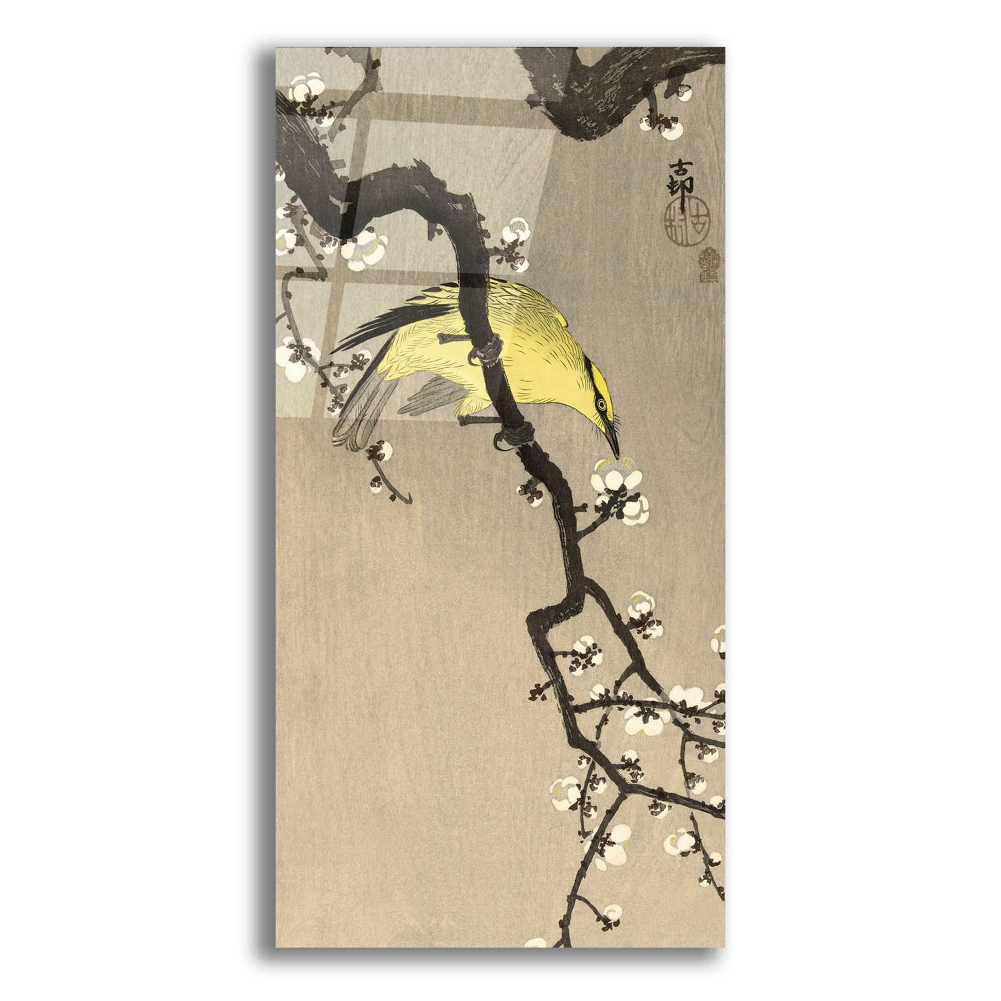 Epic Art 'Chinese Wielewaal on Plum Blossom Branch 1900-1910' by Ohara Koson, Acrylic Glass Wall Art,12x24