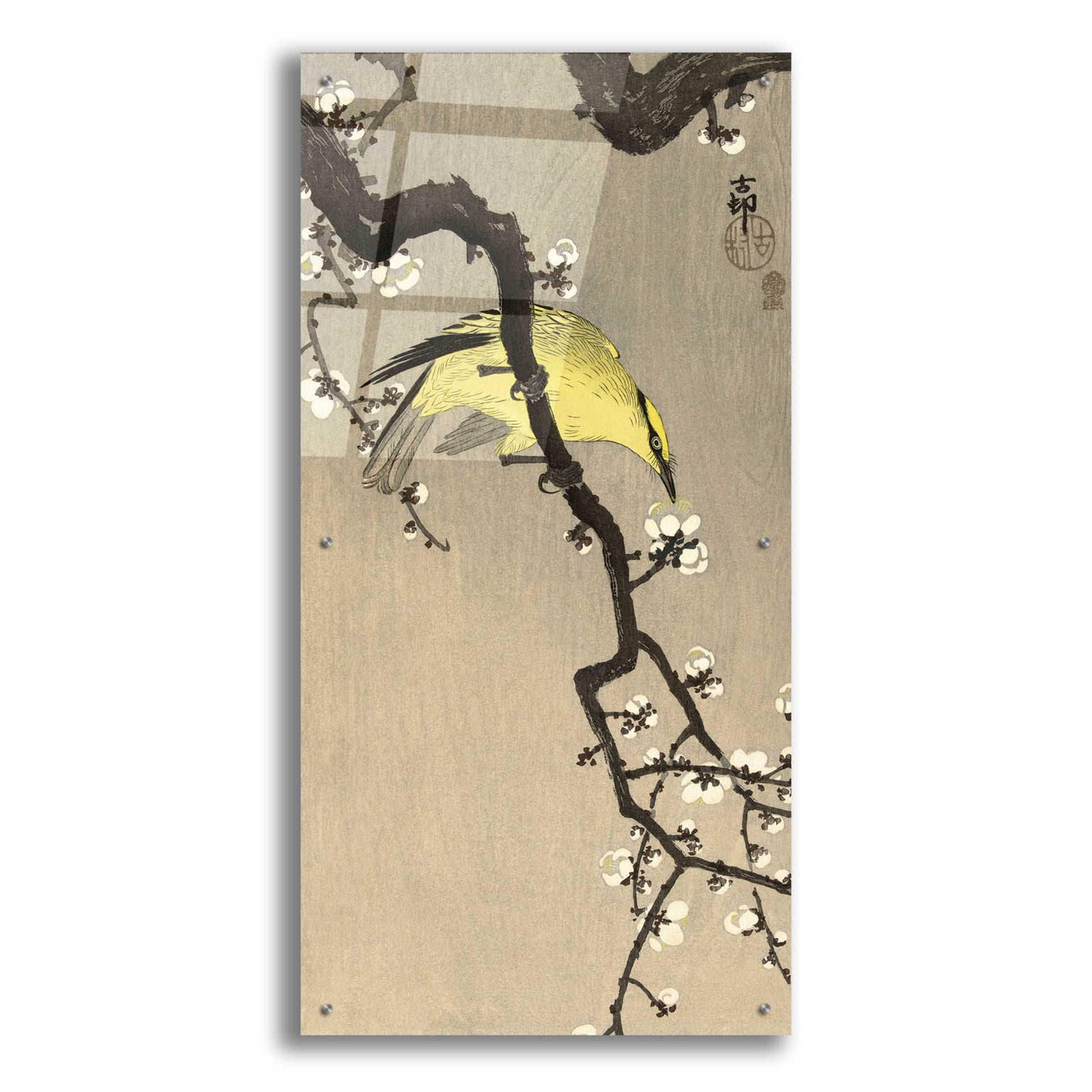 Epic Art 'Chinese Wielewaal on Plum Blossom Branch 1900-1910' by Ohara Koson, Acrylic Glass Wall Art,24x48