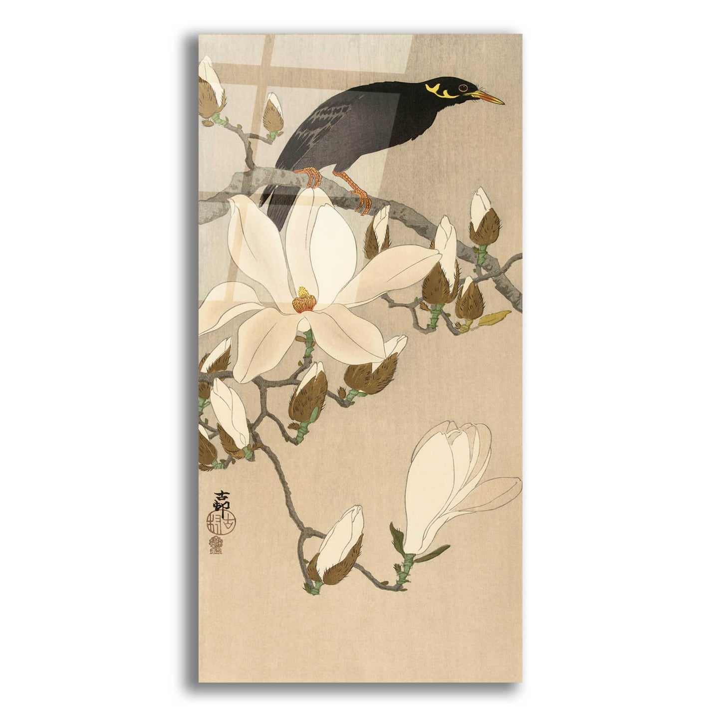 Epic Art 'Myna on Magnolia Branch 1900-1910' by Ohara Koson, Acrylic Glass Wall Art,12x24