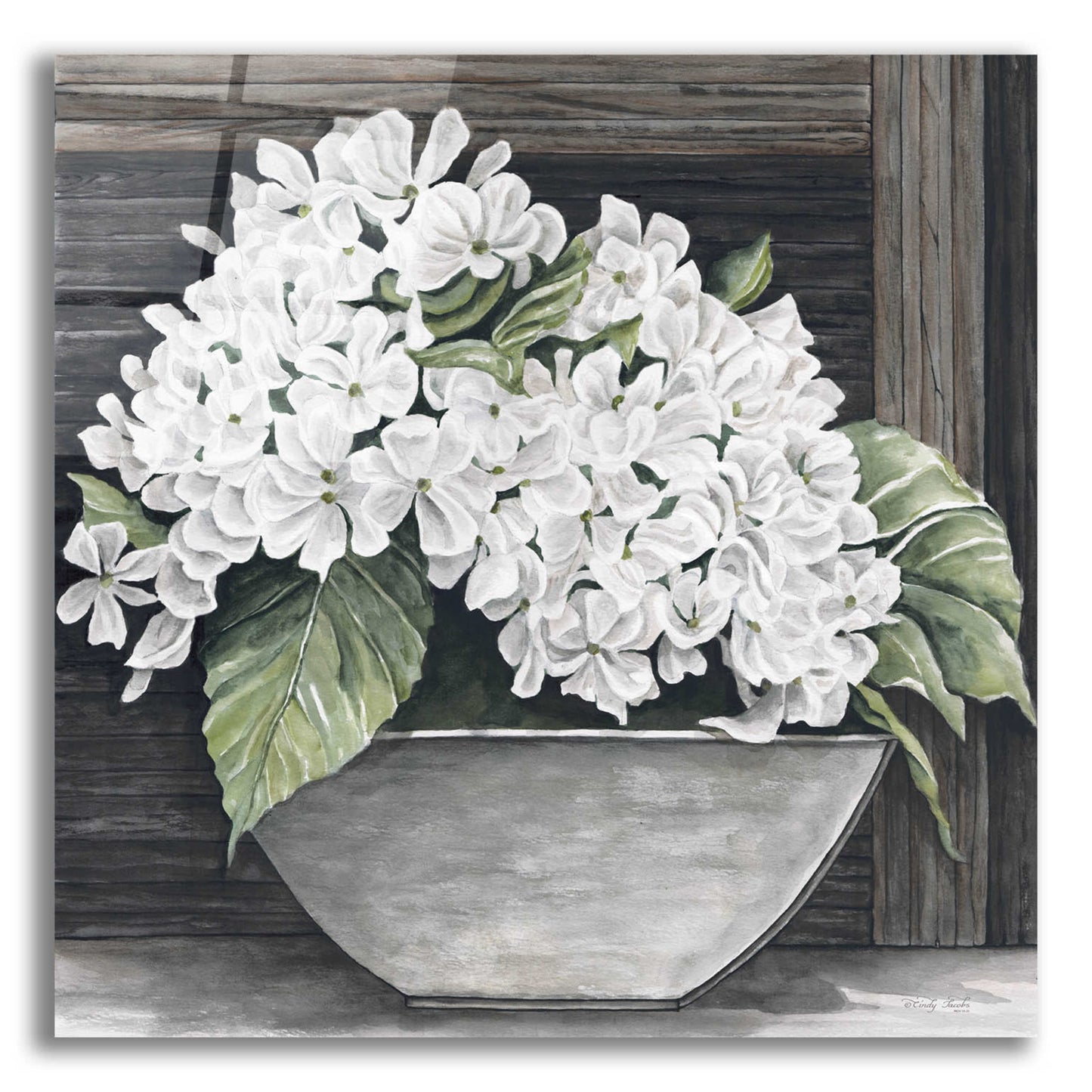 Epic Art 'Hydrangea Pot' by Cindy Jacobs, Acrylic Glass Wall Art,12x12