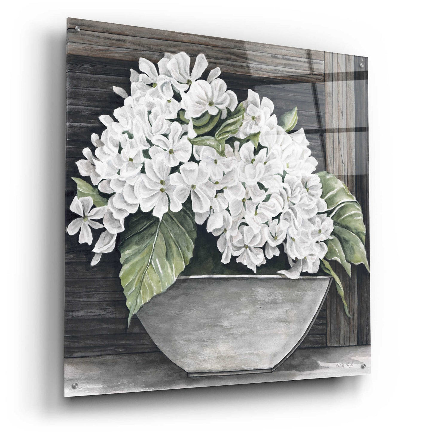 Epic Art 'Hydrangea Pot' by Cindy Jacobs, Acrylic Glass Wall Art,36x36