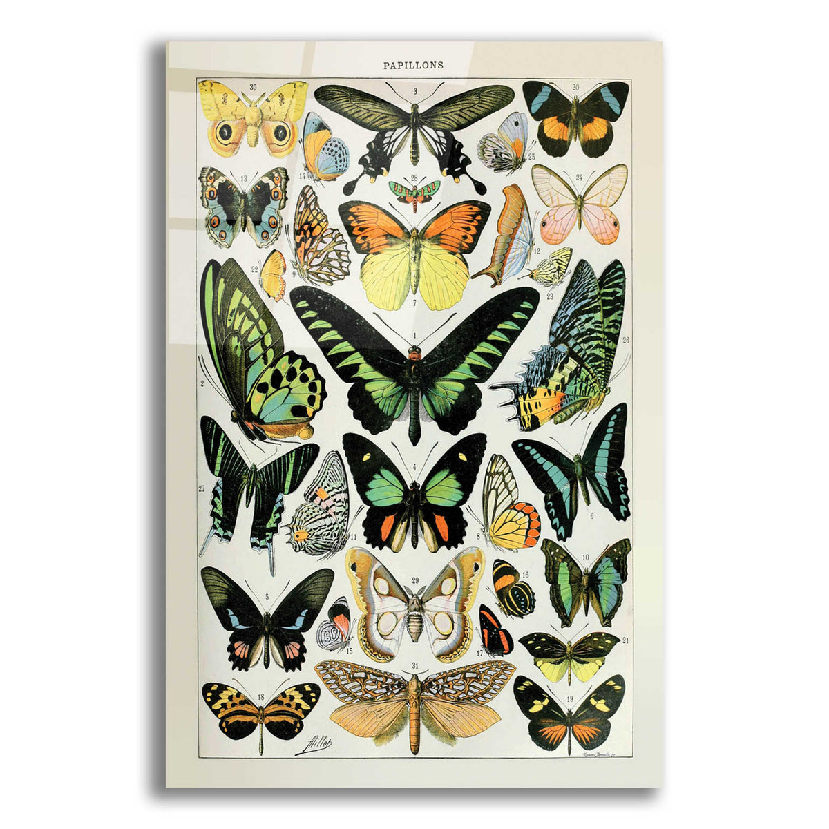 Epic Art 'Papillons 2' by Susan Ball, Acrylic Glass Wall Art