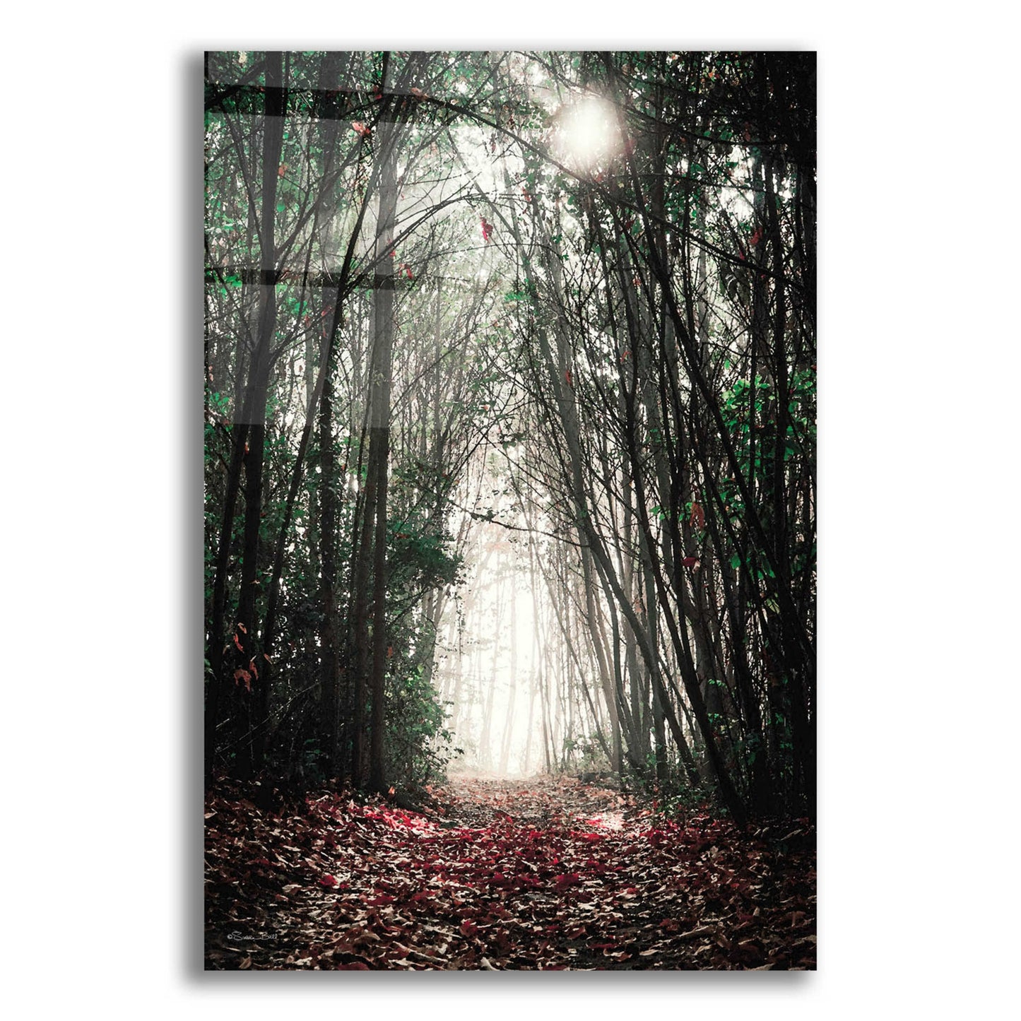 Epic Art 'Path In The Woods' by Susan Ball, Acrylic Glass Wall Art