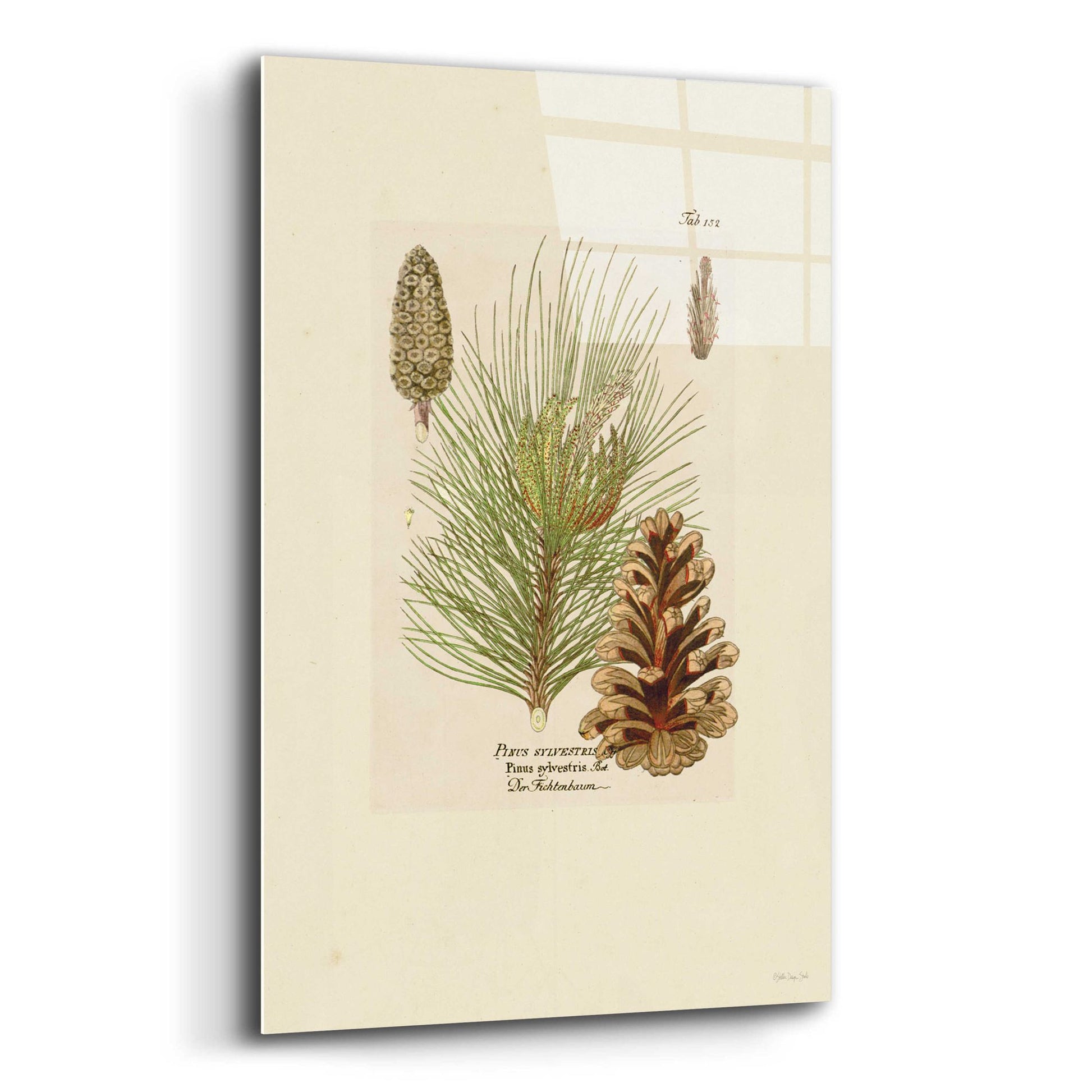 Epic Art 'Vintage Pine Cone' by Stellar Design Studio, Acrylic Glass Wall Art,12x16