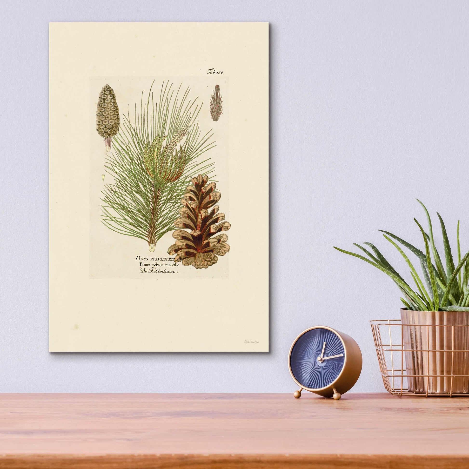 Epic Art 'Vintage Pine Cone' by Stellar Design Studio, Acrylic Glass Wall Art,12x16