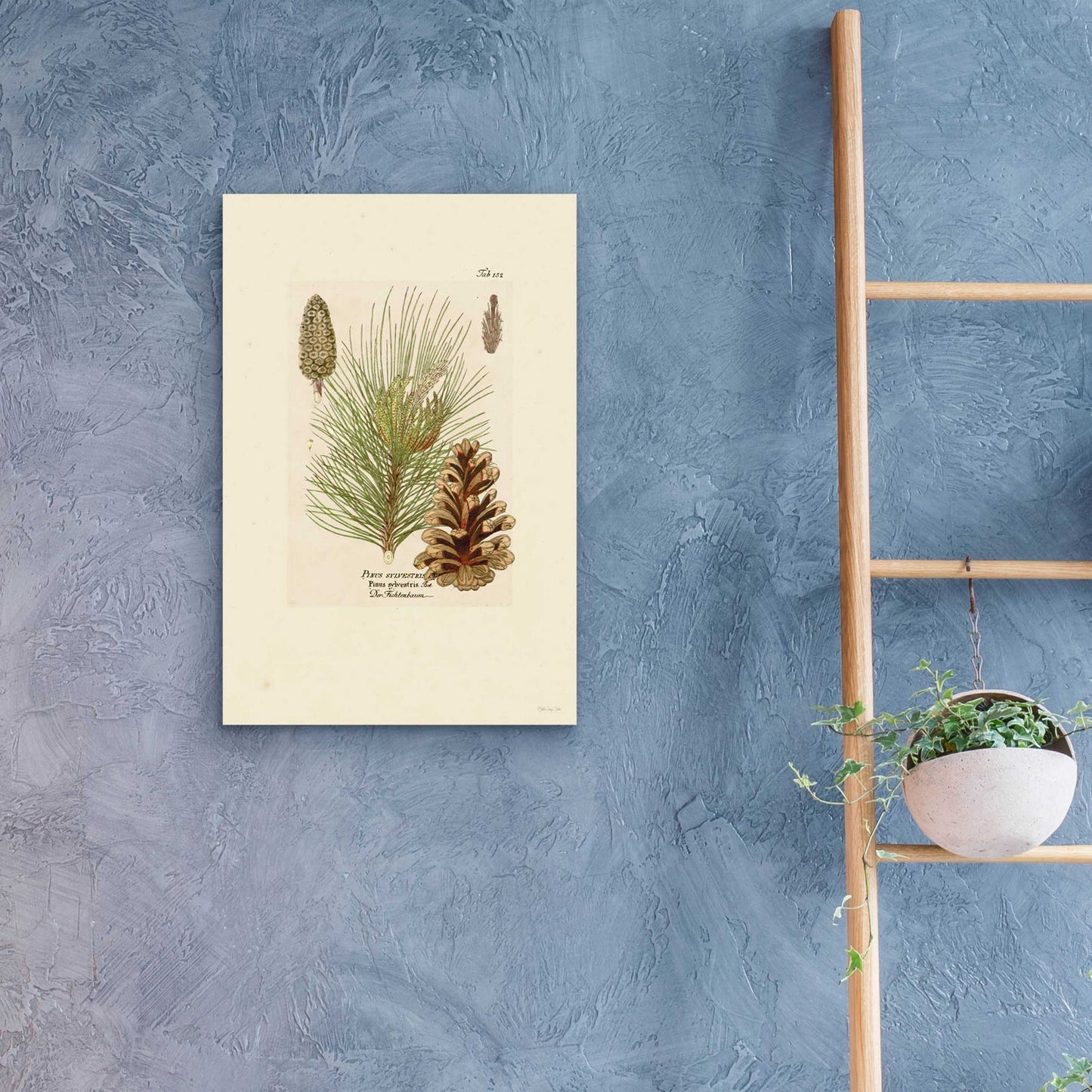 Epic Art 'Vintage Pine Cone' by Stellar Design Studio, Acrylic Glass Wall Art,16x24