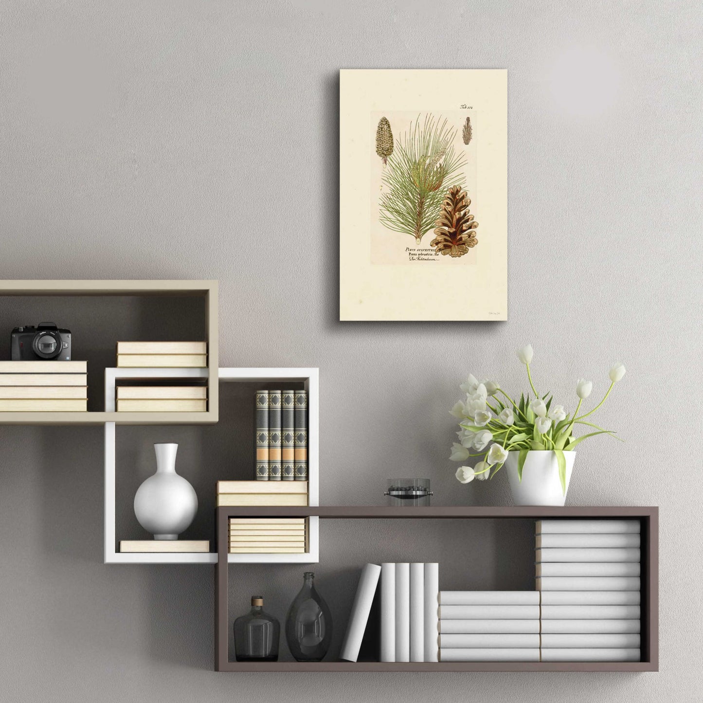 Epic Art 'Vintage Pine Cone' by Stellar Design Studio, Acrylic Glass Wall Art,16x24