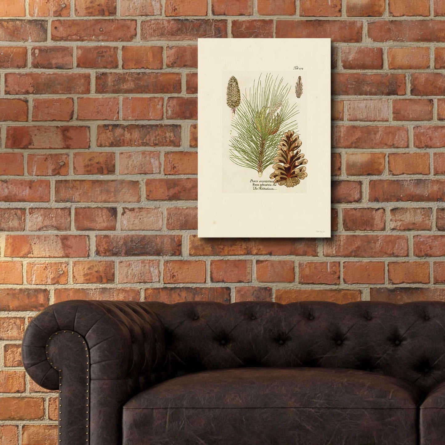 Epic Art 'Vintage Pine Cone' by Stellar Design Studio, Acrylic Glass Wall Art,16x24