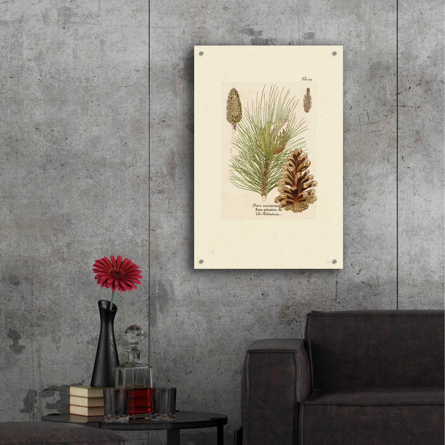 Epic Art 'Vintage Pine Cone' by Stellar Design Studio, Acrylic Glass Wall Art,24x36