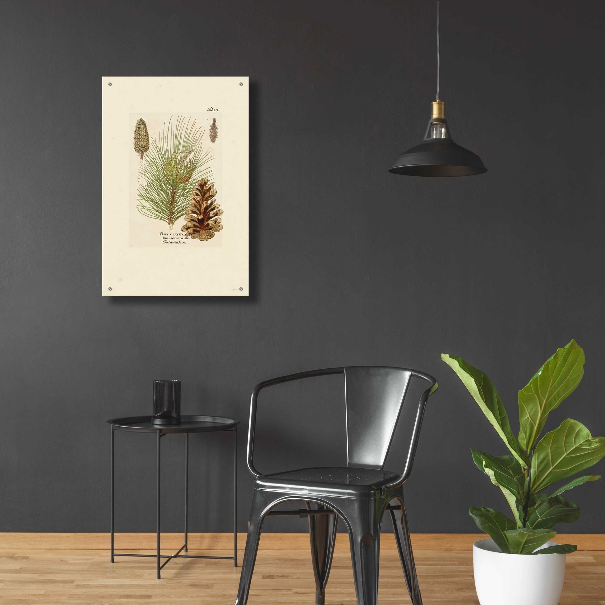 Epic Art 'Vintage Pine Cone' by Stellar Design Studio, Acrylic Glass Wall Art,24x36