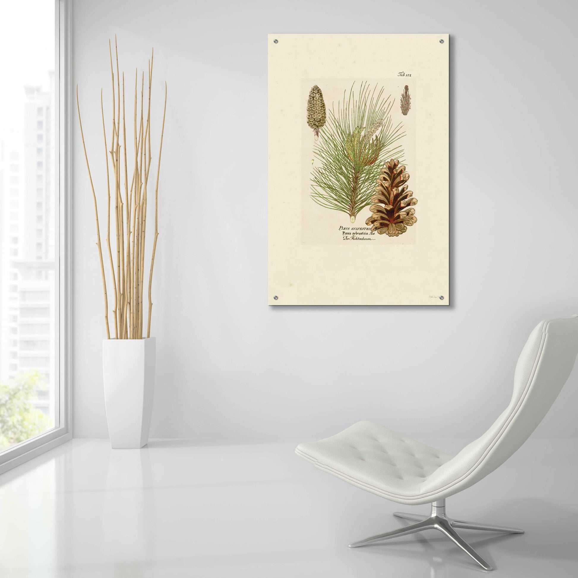 Epic Art 'Vintage Pine Cone' by Stellar Design Studio, Acrylic Glass Wall Art,24x36