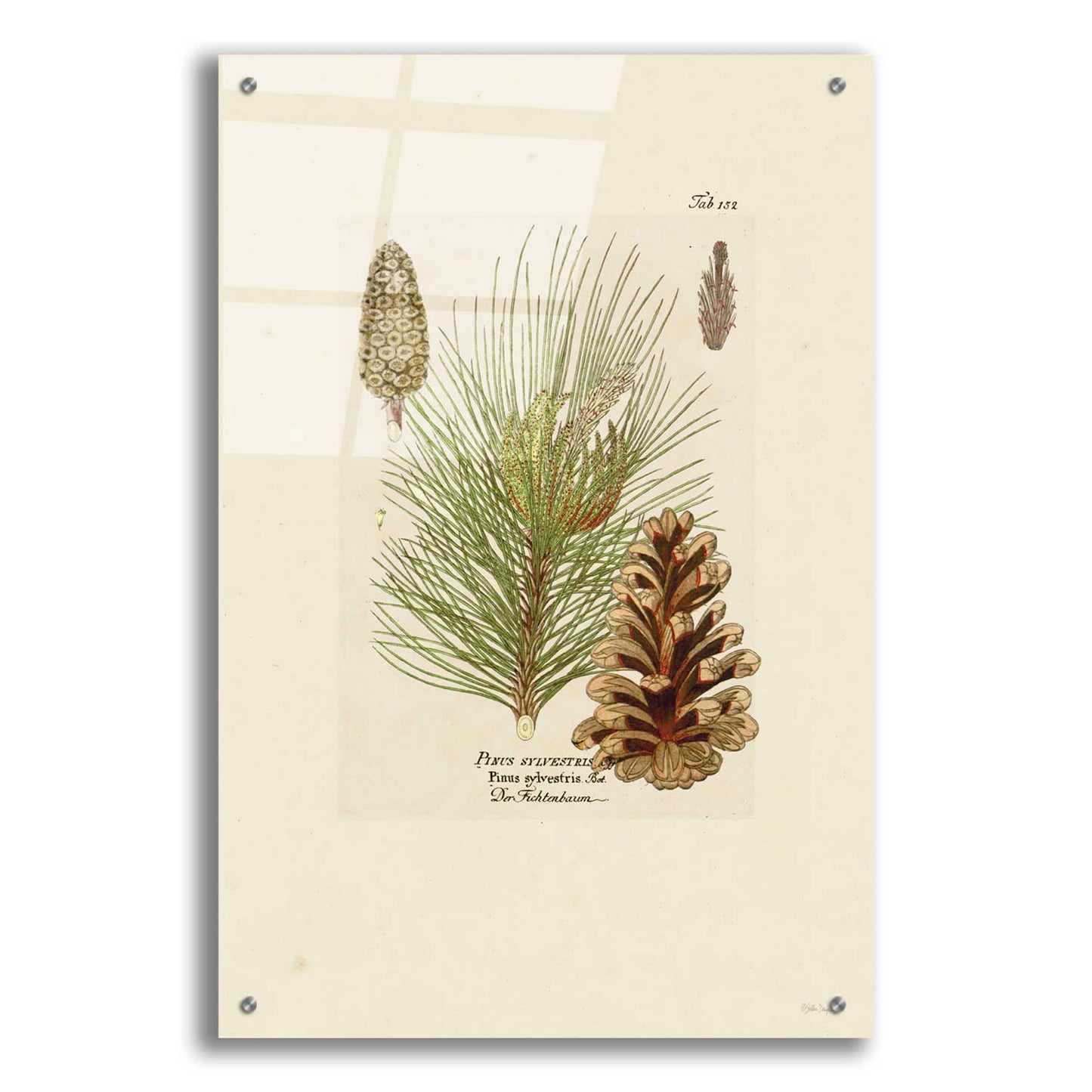 Epic Art 'Vintage Pine Cone' by Stellar Design Studio, Acrylic Glass Wall Art,24x36