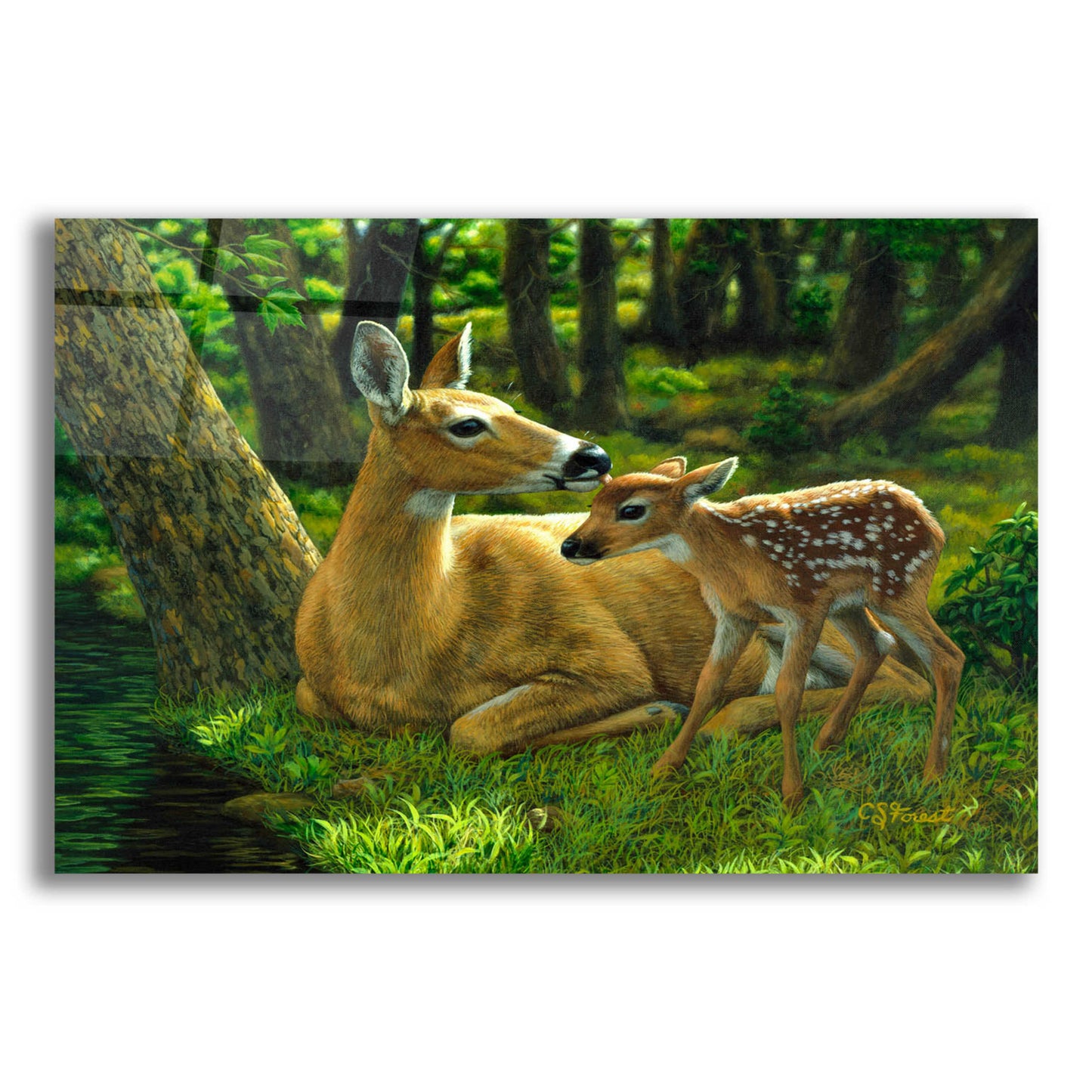 Epic Art 'First Spring' by Crista Forest, Acrylic Glass Wall Art,16x12