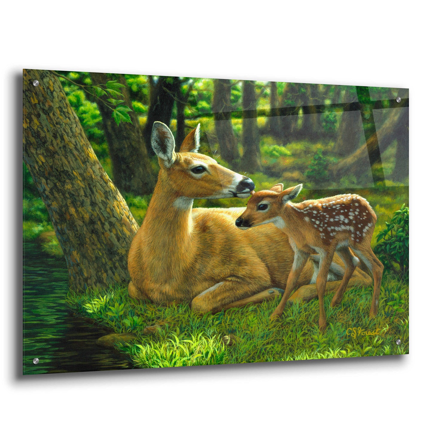 Epic Art 'First Spring' by Crista Forest, Acrylic Glass Wall Art,36x24