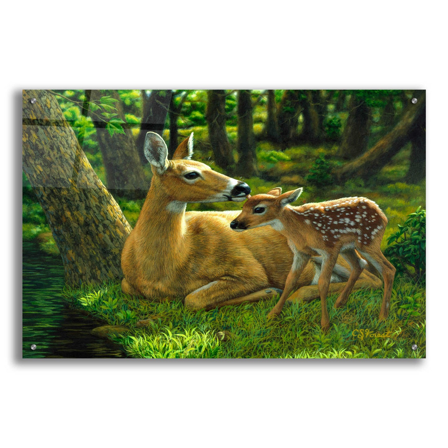 Epic Art 'First Spring' by Crista Forest, Acrylic Glass Wall Art,36x24